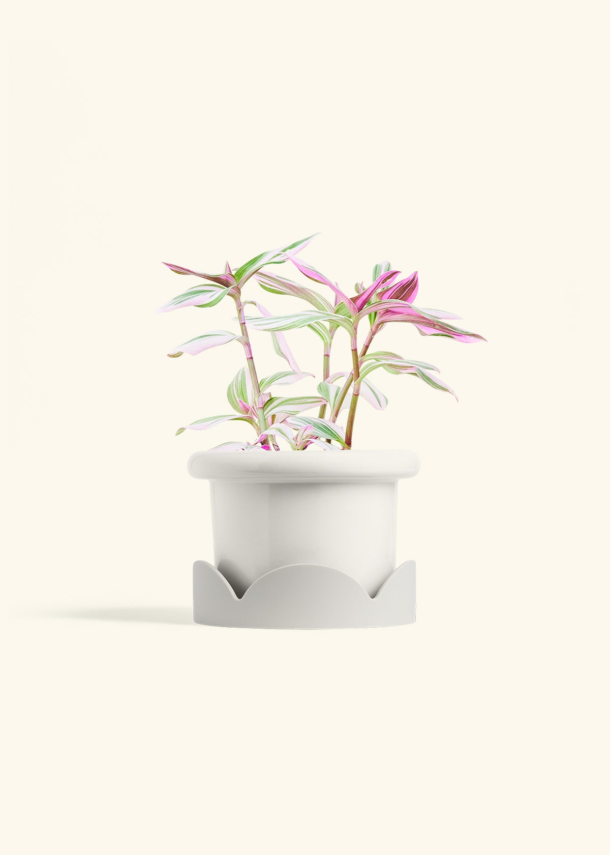 Tradescantia Nanouk in a 6 inches Fat Lip White Planter in a Oat Petal Drip Tray
