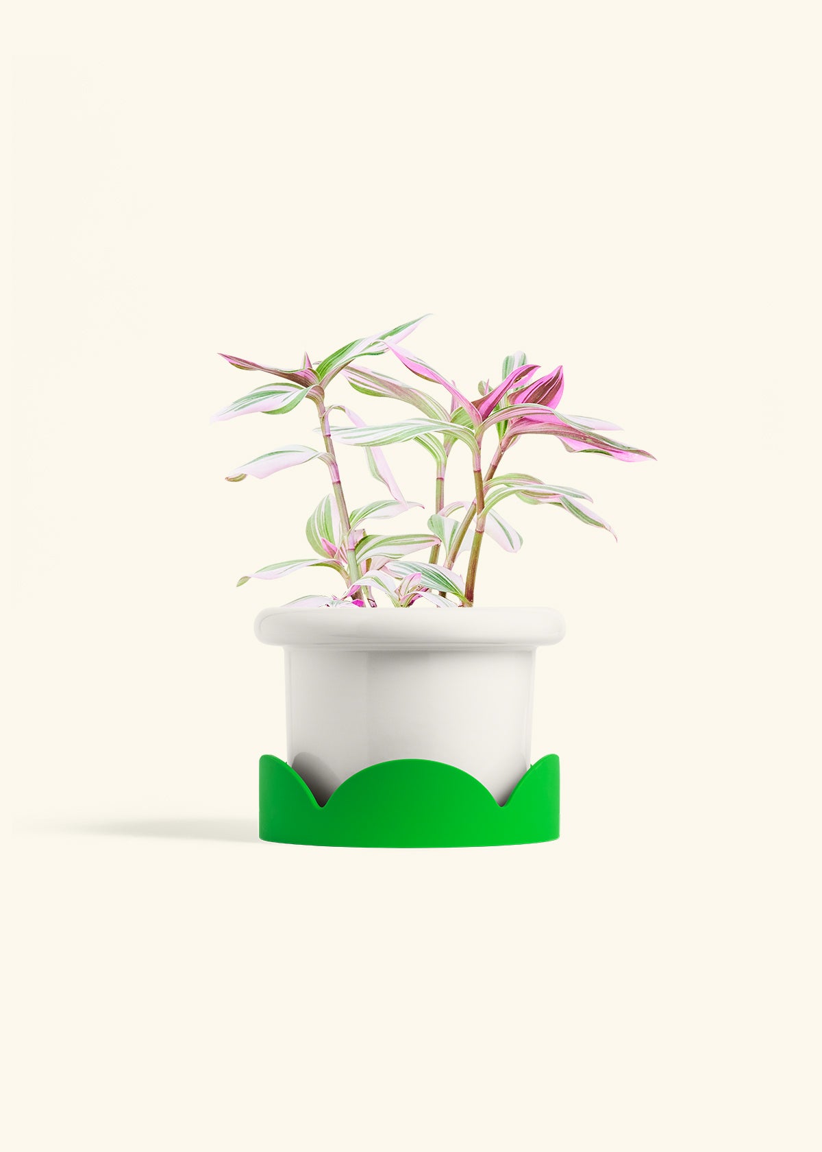 Tradescantia Nanouk in a 6 inches Fat Lip White Planter in a Shamrock Petal Drip Tray