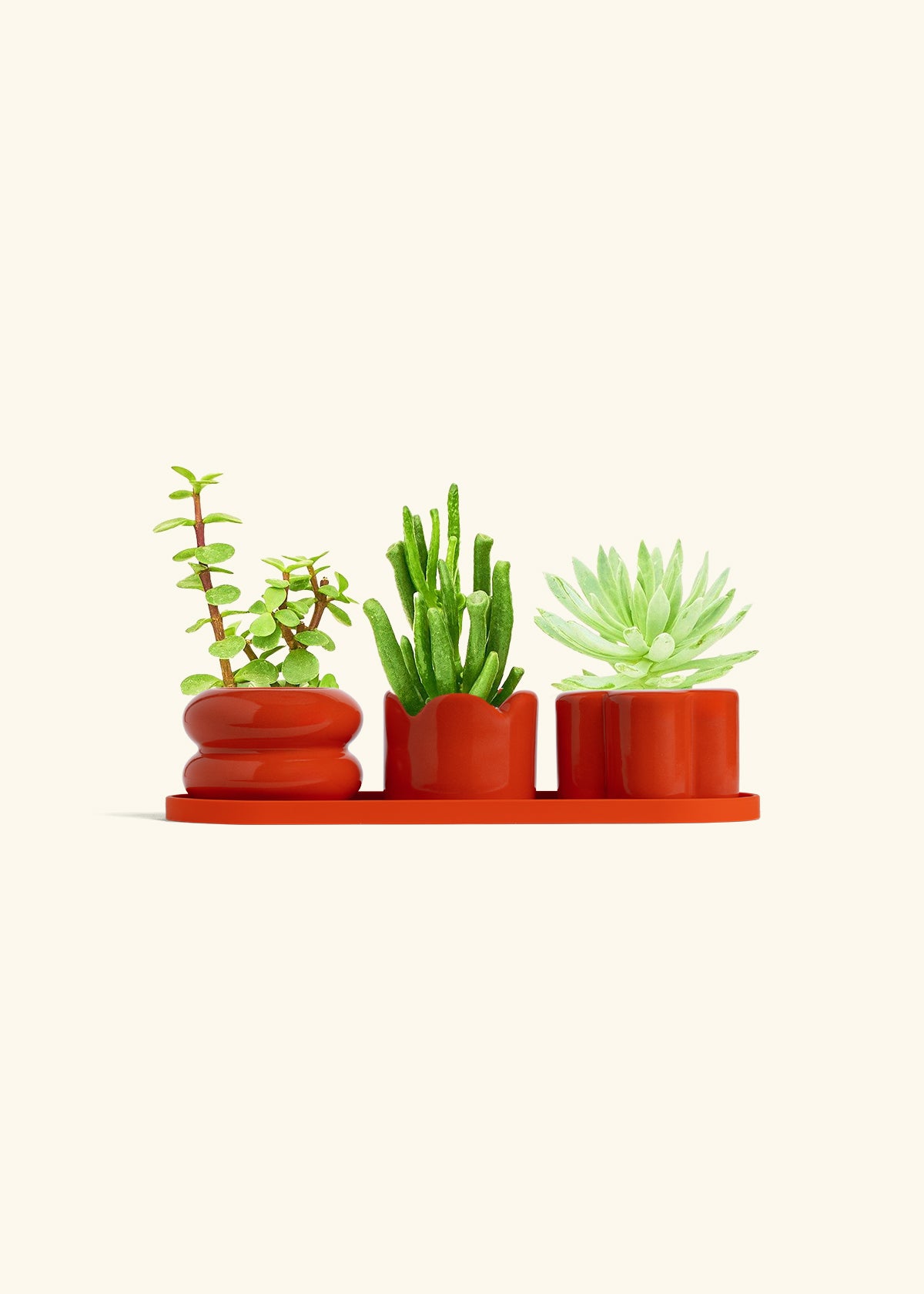 Baby Succulent Trio