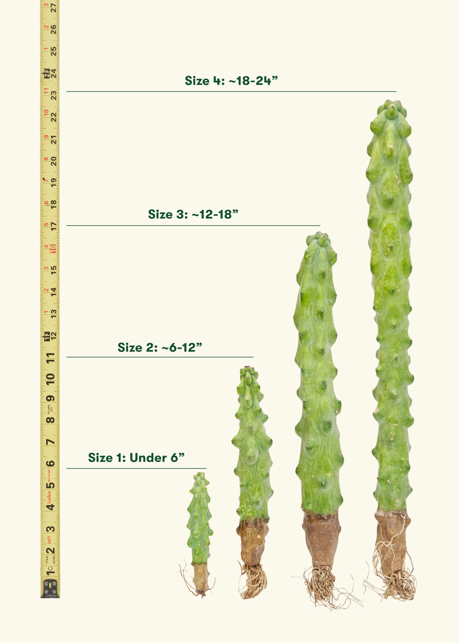 Hand holding boob cactus