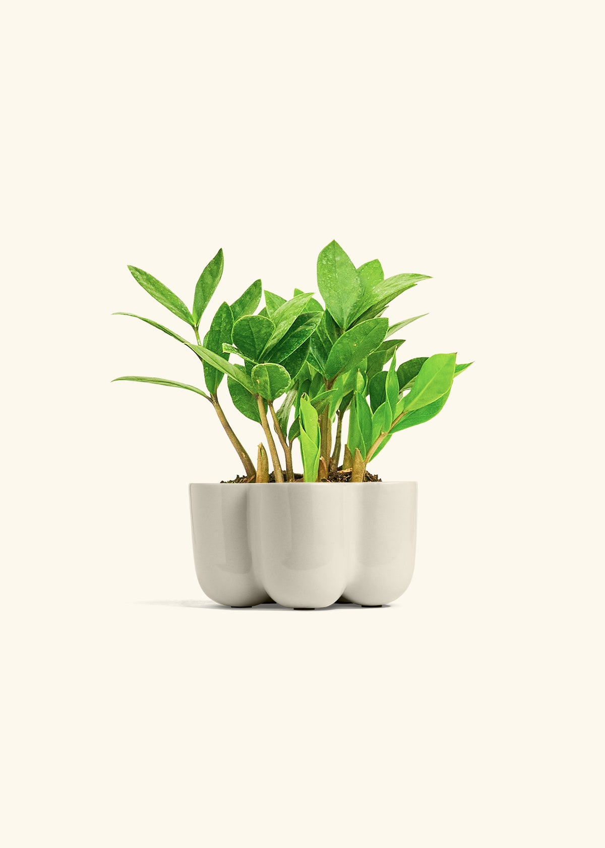 ZZ Plant in a 4 inches in a Oat Petal Planter