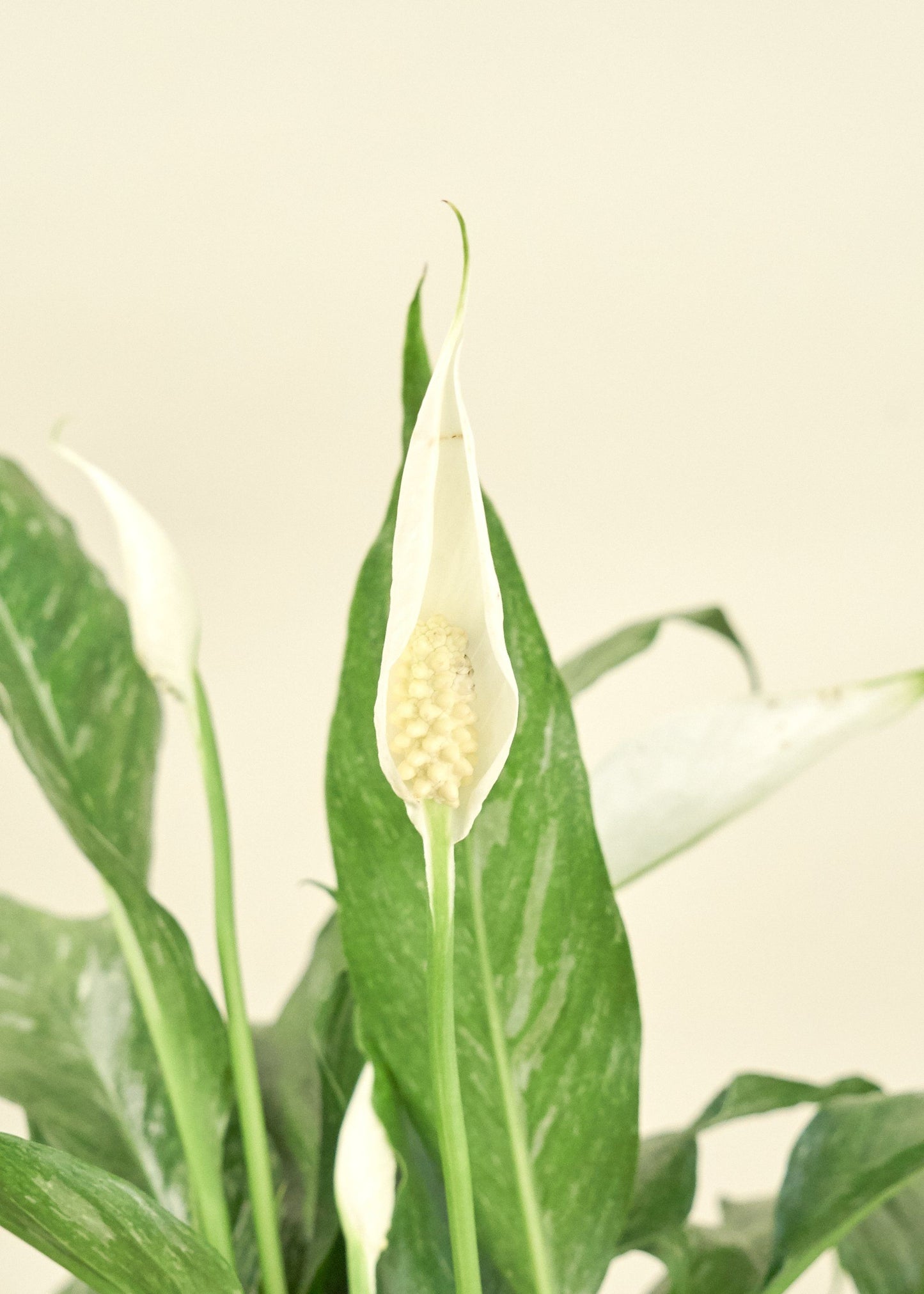 Variegated Peace Lily in a 6 inches grow pot