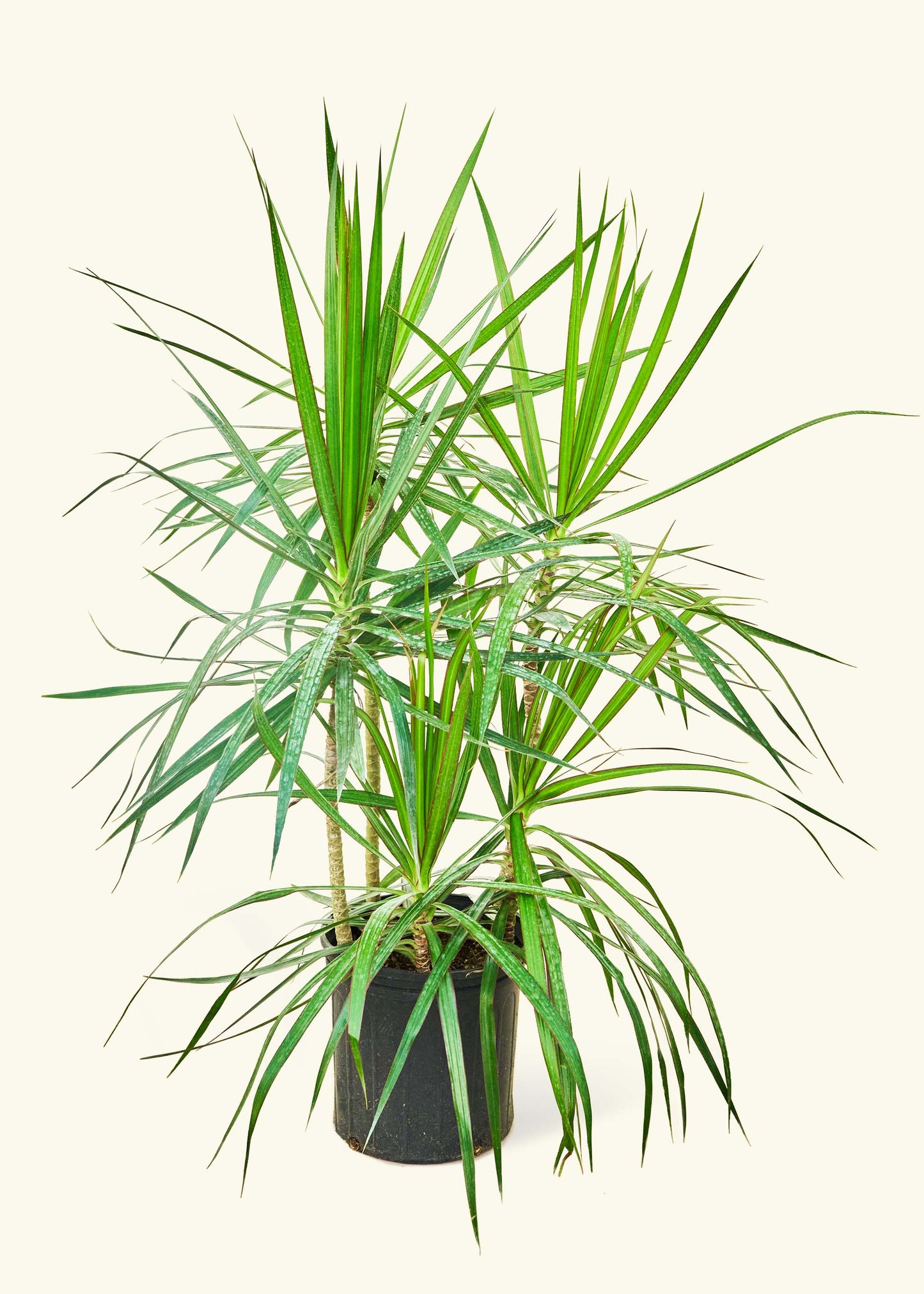 Madagascar Dragon Tree in a 10 inches grow pot