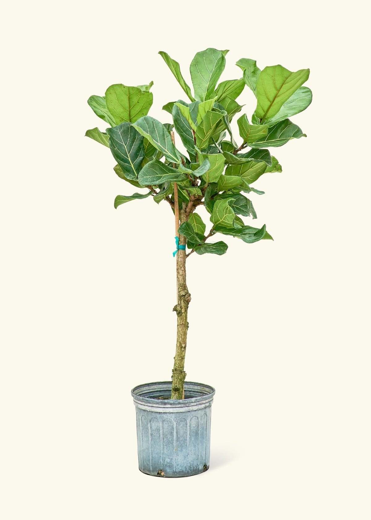 Fiddle Leaf Fig lyrata) – Rooted