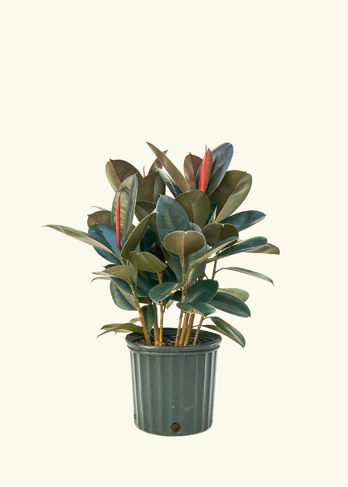 14+ Rubber Tree Plant For Sale Rubber Plant