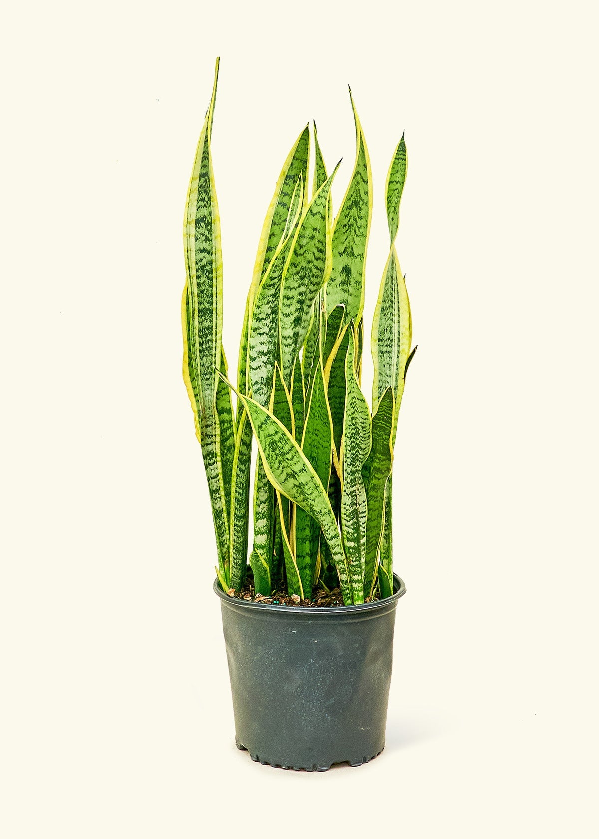 Snake Plant Laurentii in a 10 inches grow pot