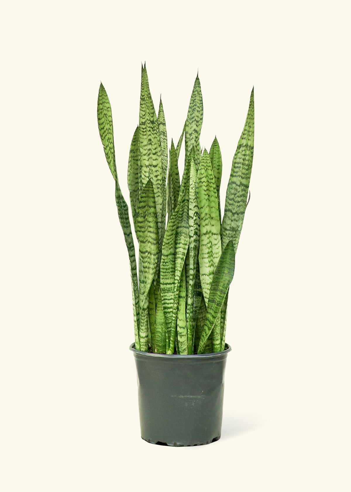 Snake Plant Zeylanica in a 10 inches grow pot