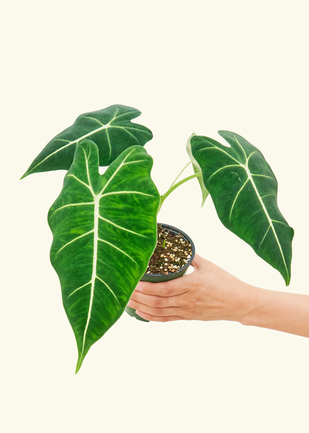 4" alocasia frydek in a grow pot.