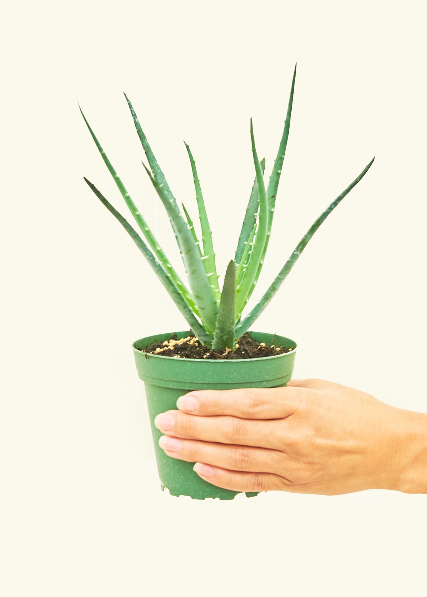 Small Sonic Plant Rooted