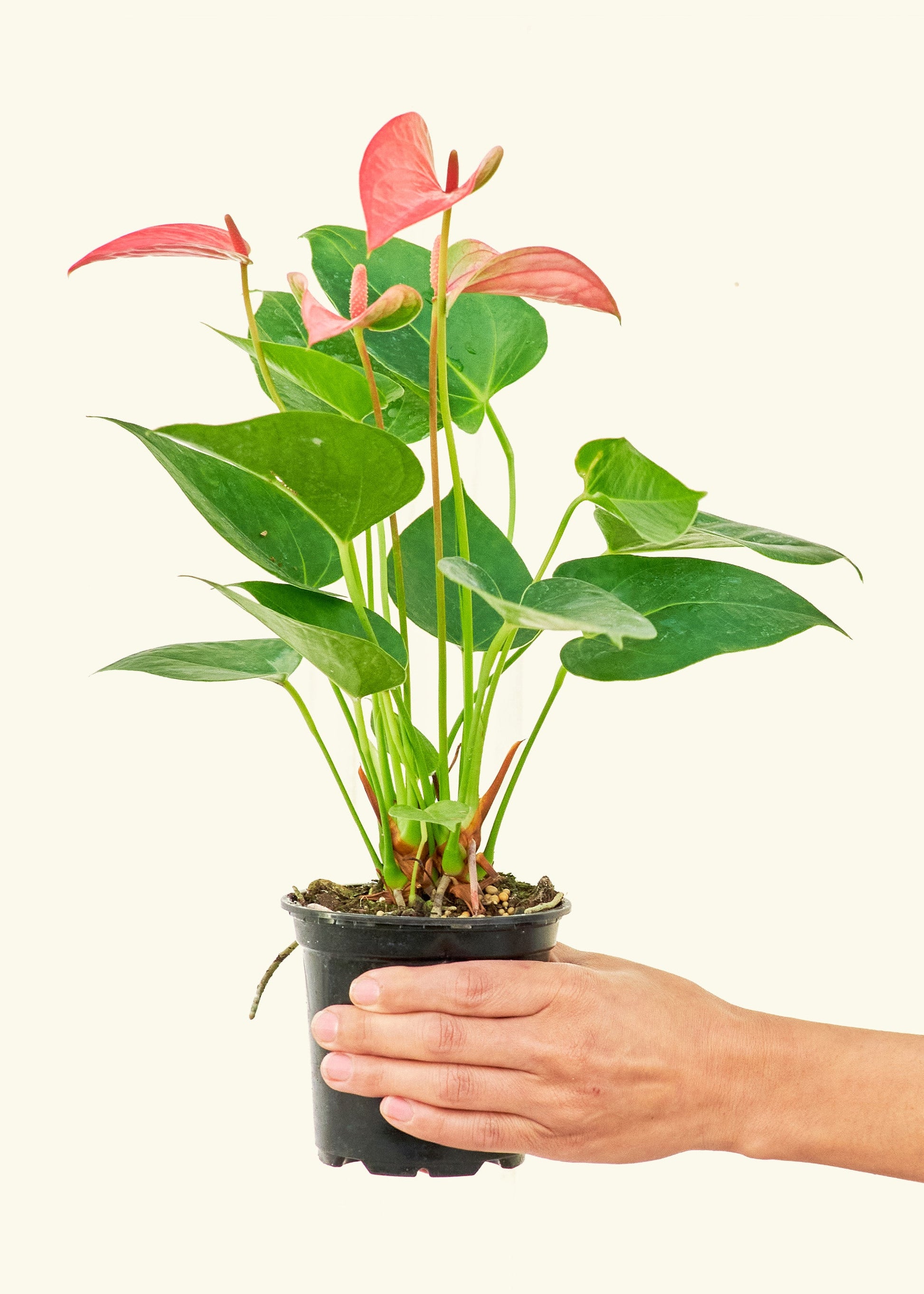 Small Anthurium 'Pink Flamingo' in a grow pot.