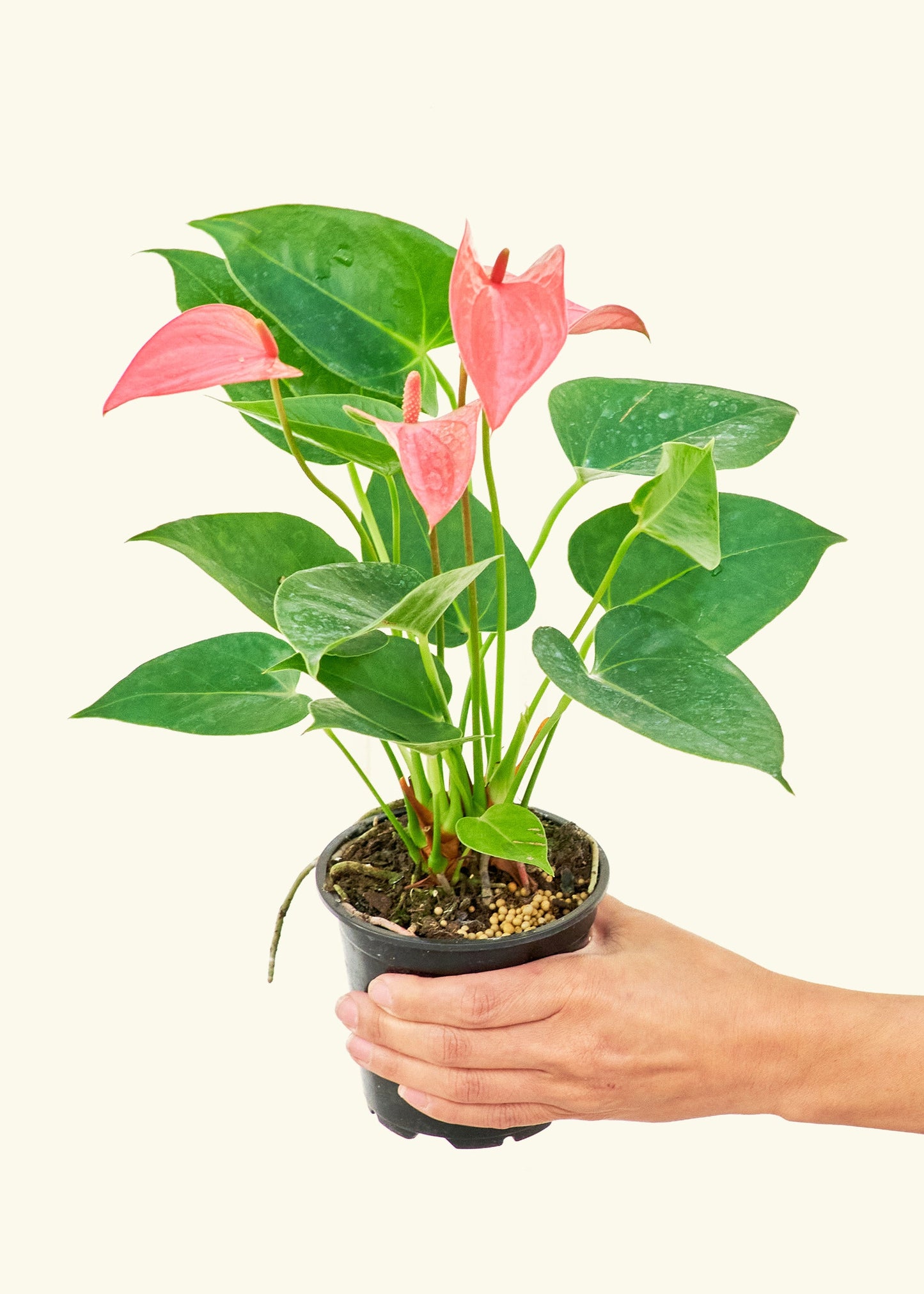 Small Anthurium 'Pink Flamingo' in a grow pot.