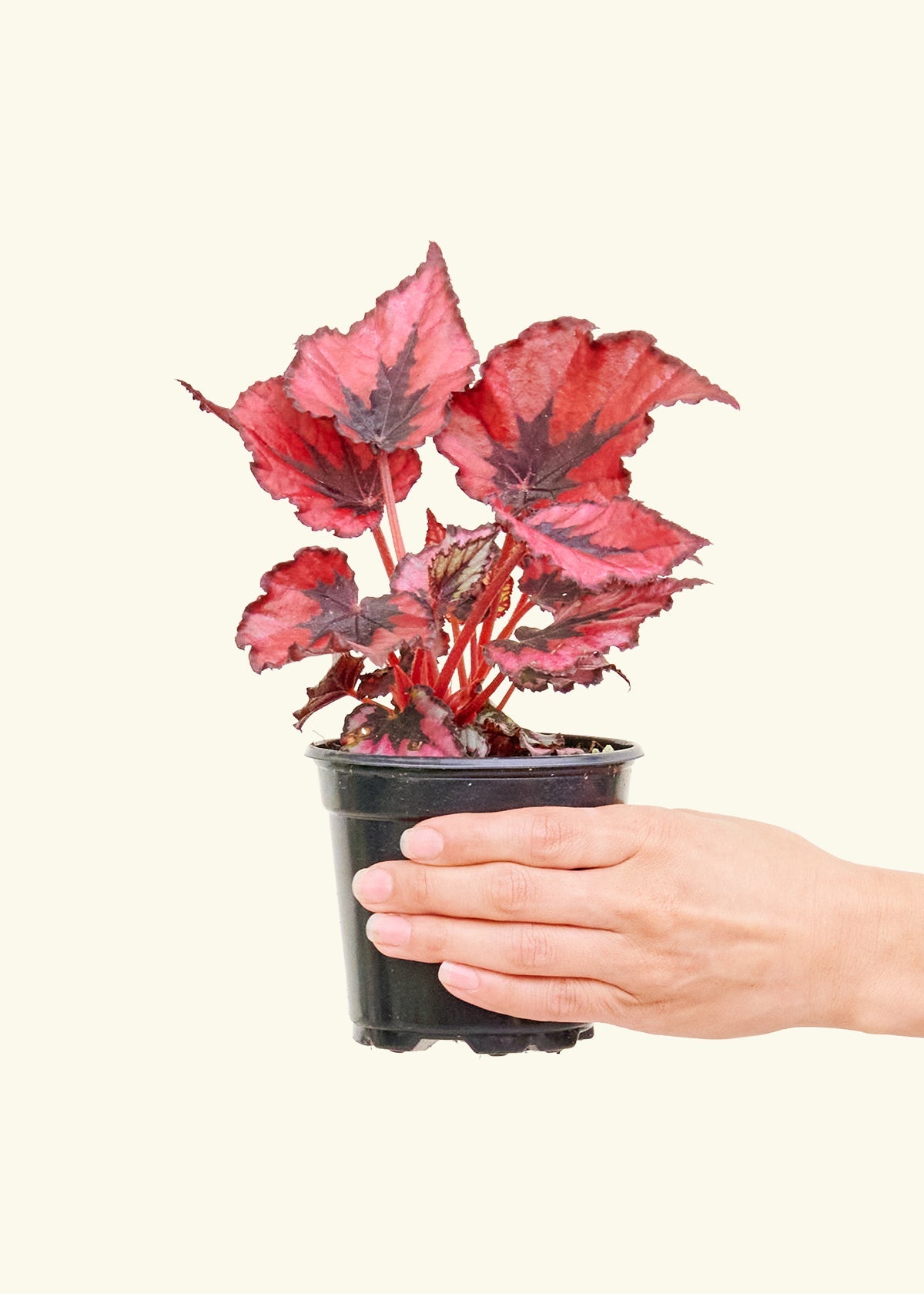 Small Begonia 'Red Robin' in a grow pot.
