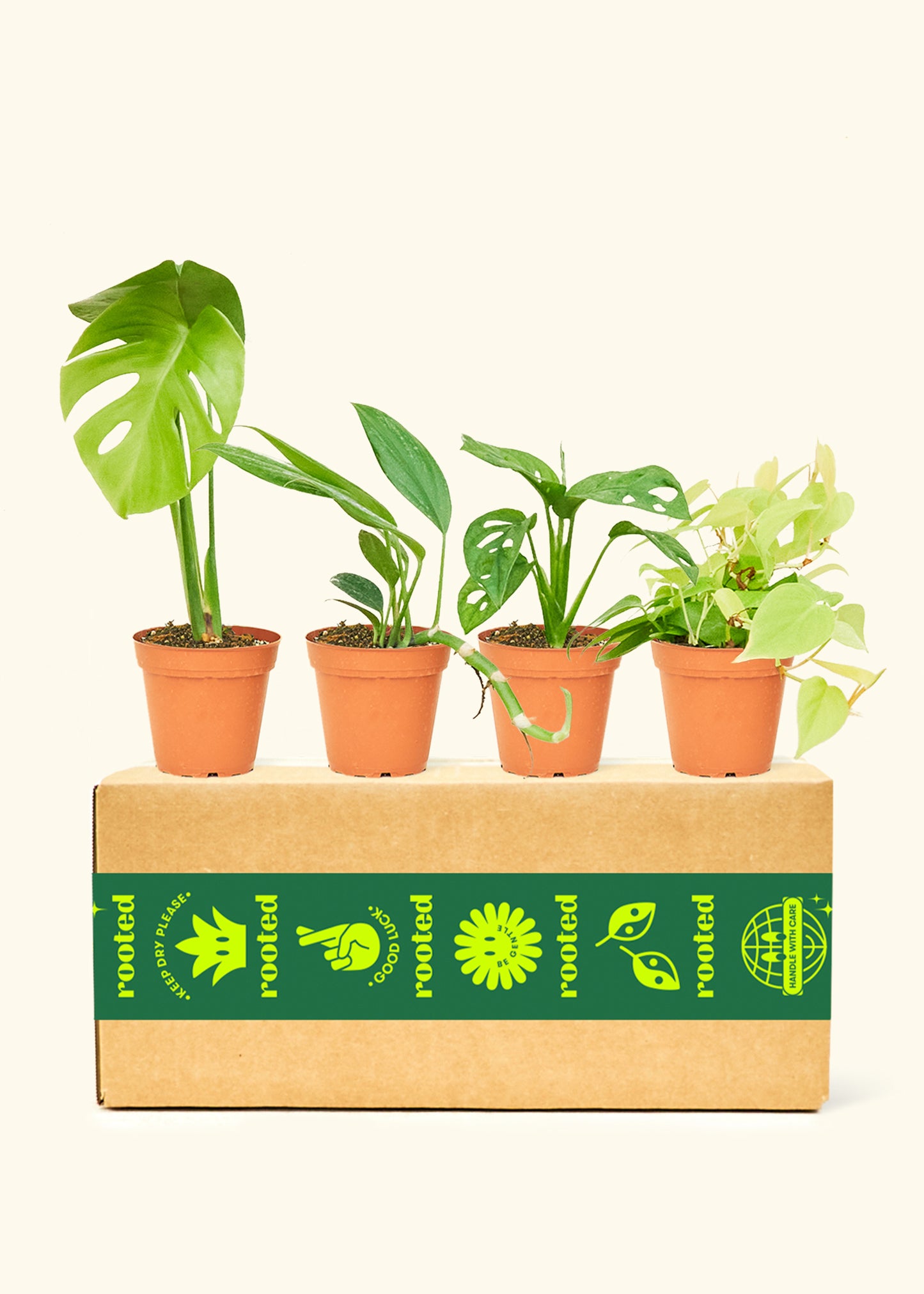 Assorted Philodendron Box in a 4 inches grow pot