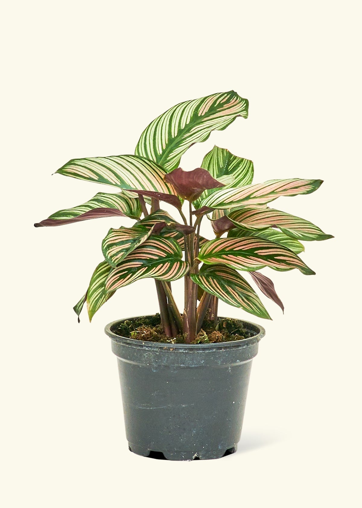 Small Calathea White Star (Calathea majestica Small Calathea White Star (Calathea majestica