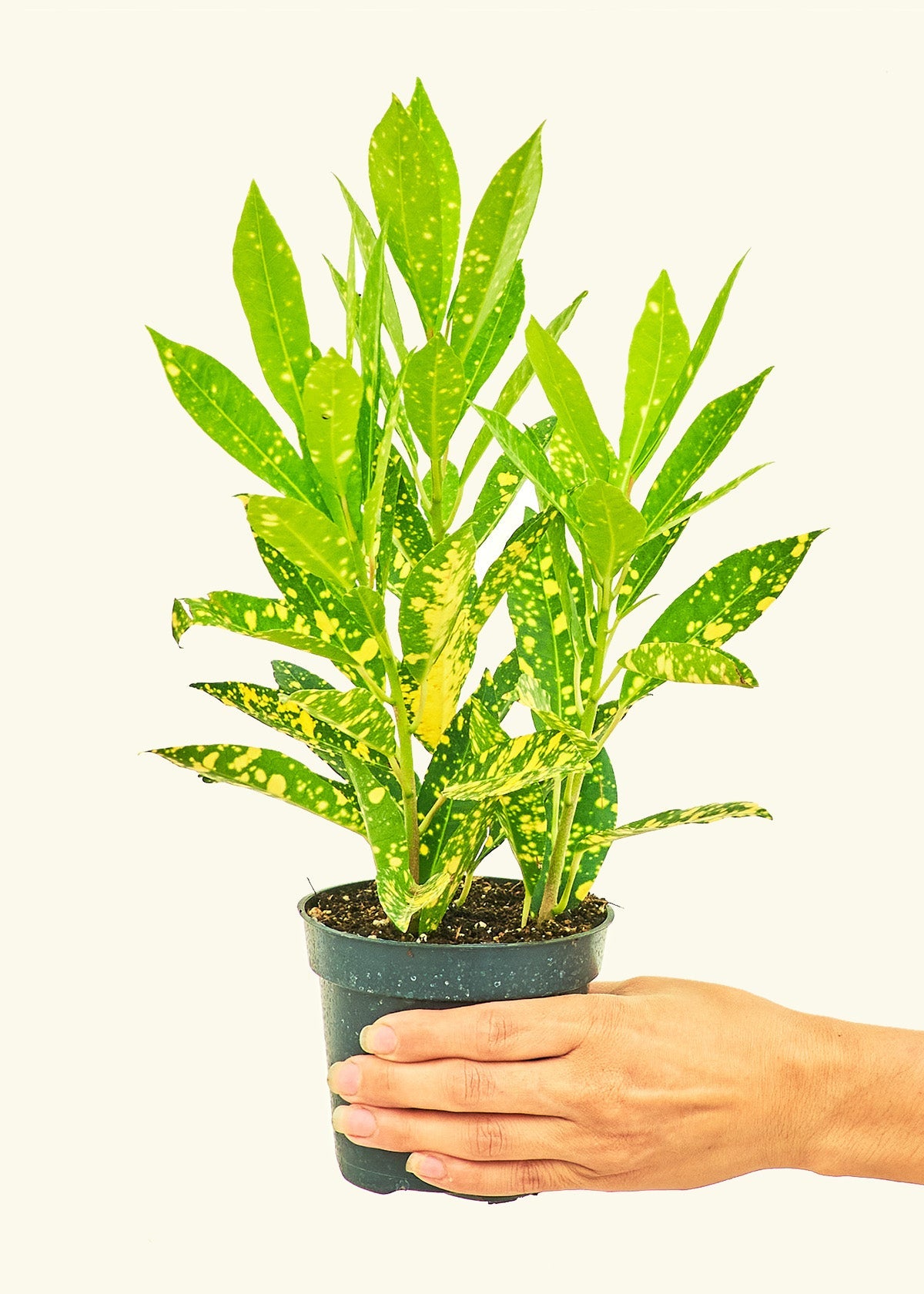 Small Gold Dust Croton (Codiaeum variegatum) in a grow pot.