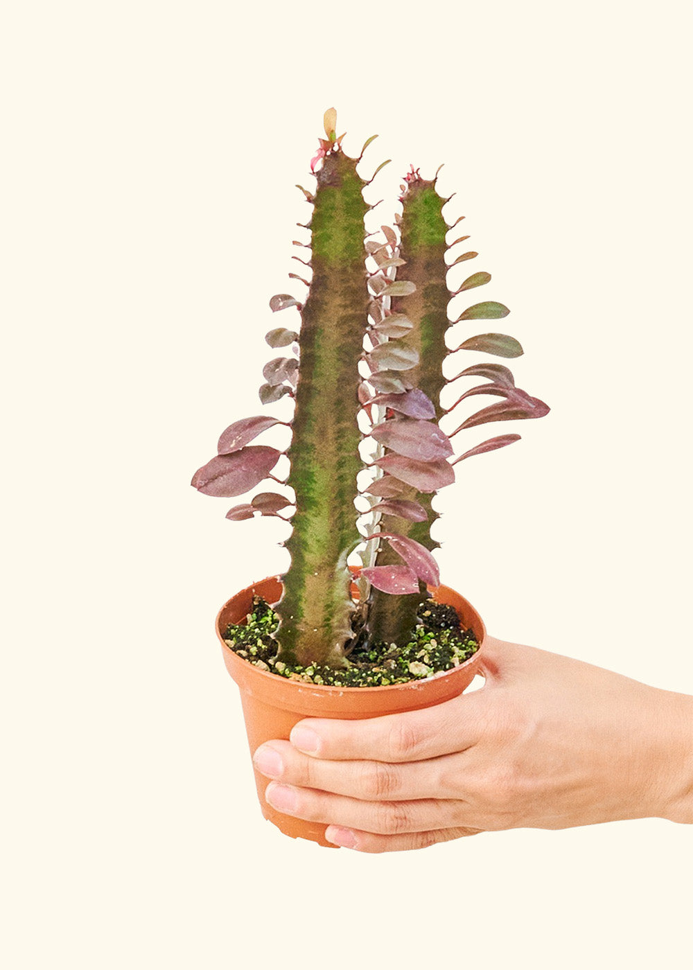 African Milk Tree in a 4 inches grow pot