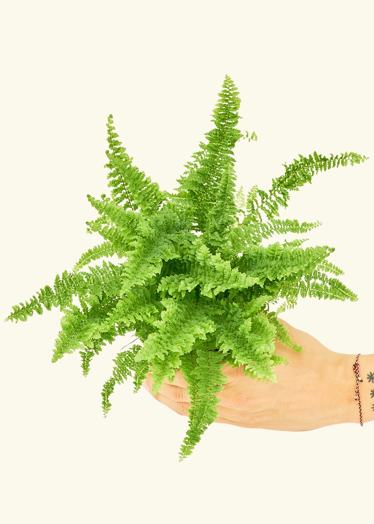 Boston Fern in a 4 inches grow pot