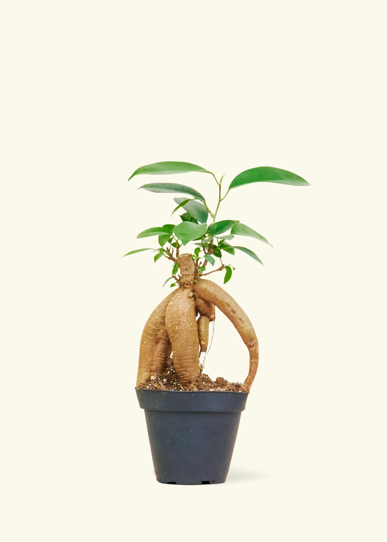 Ficus 'Ginseng', Small