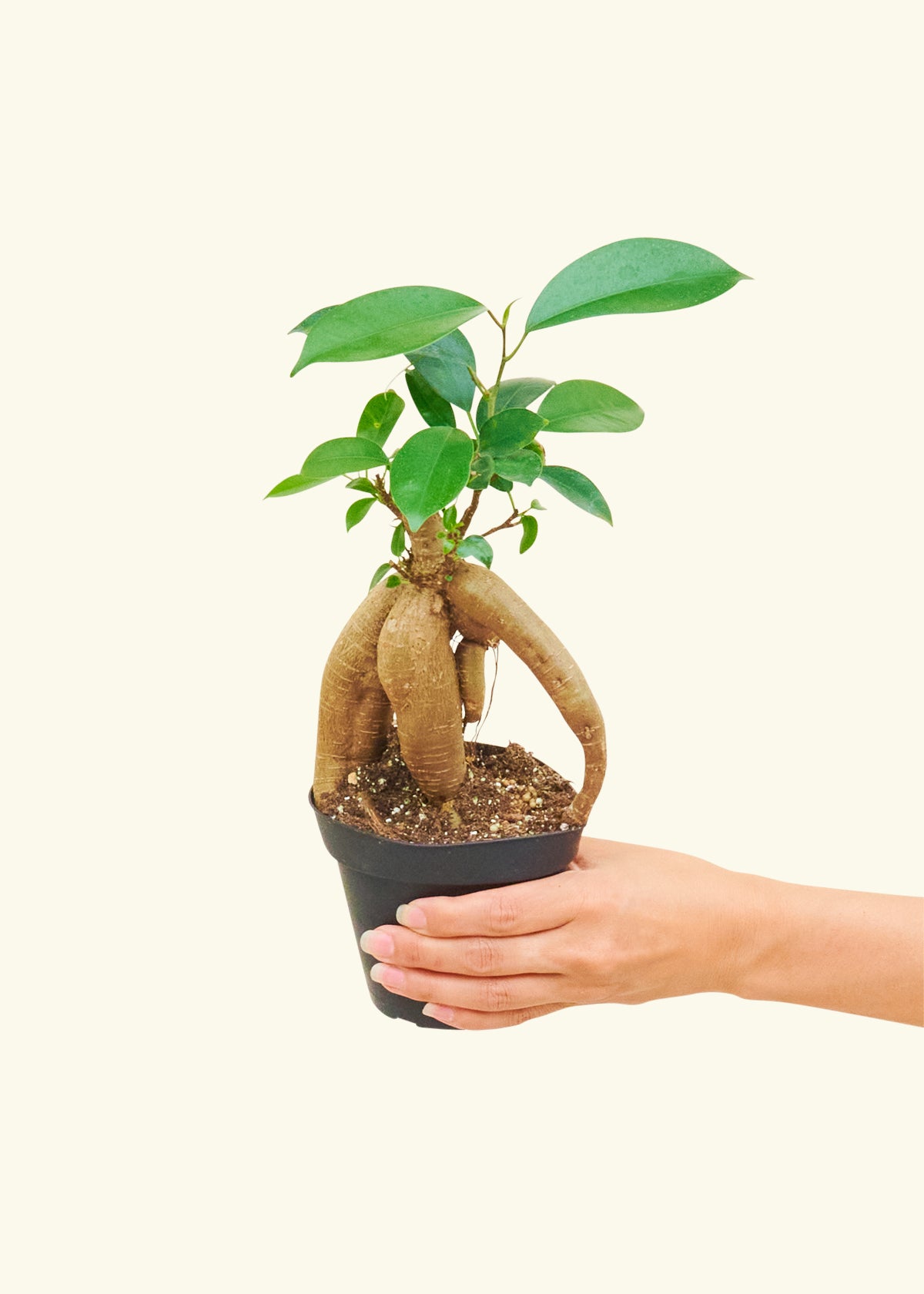 Ficus 'Ginseng', Small