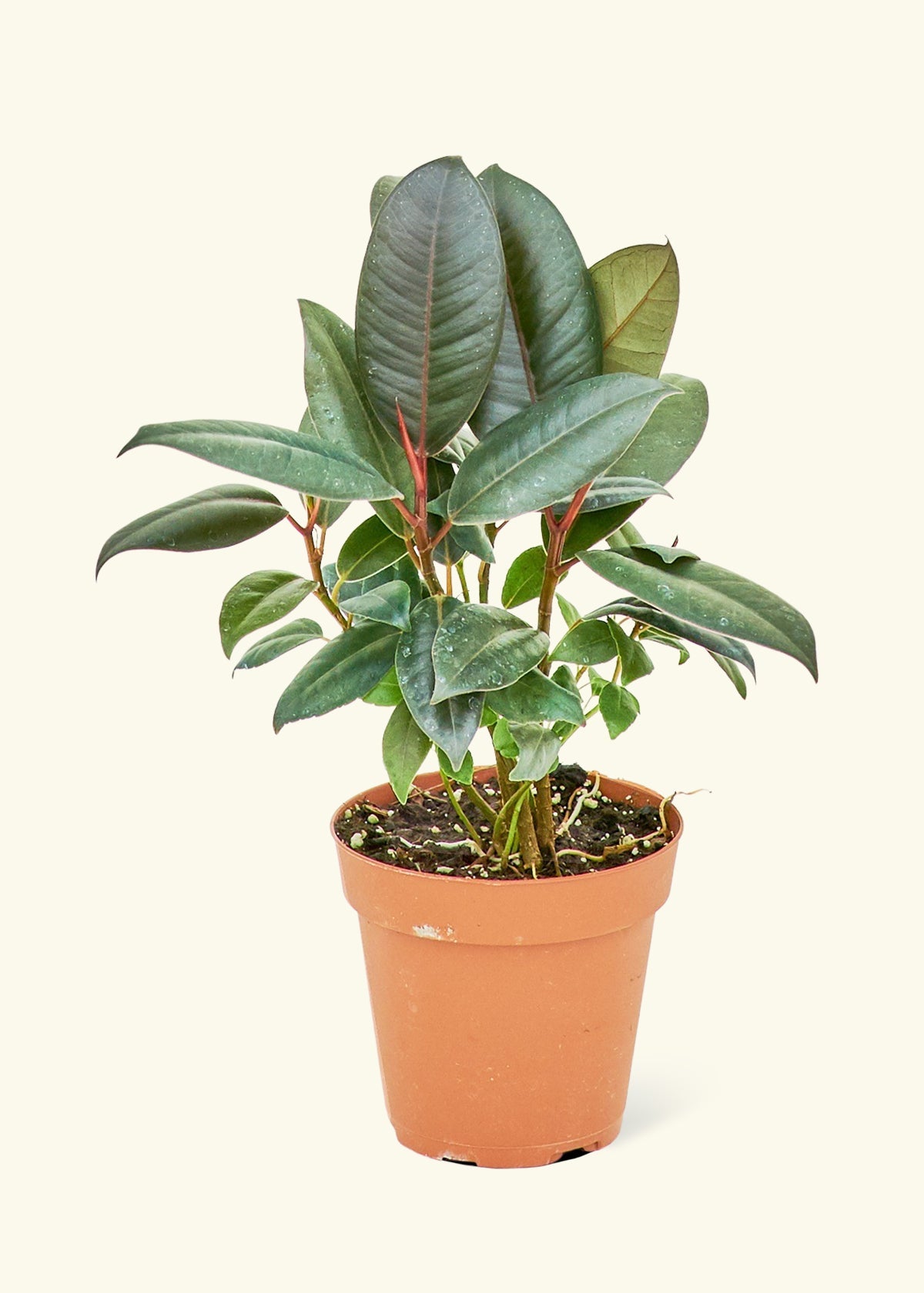 Rubber Tree, Rubber Plant, Ficus elastica (Small) - Plant