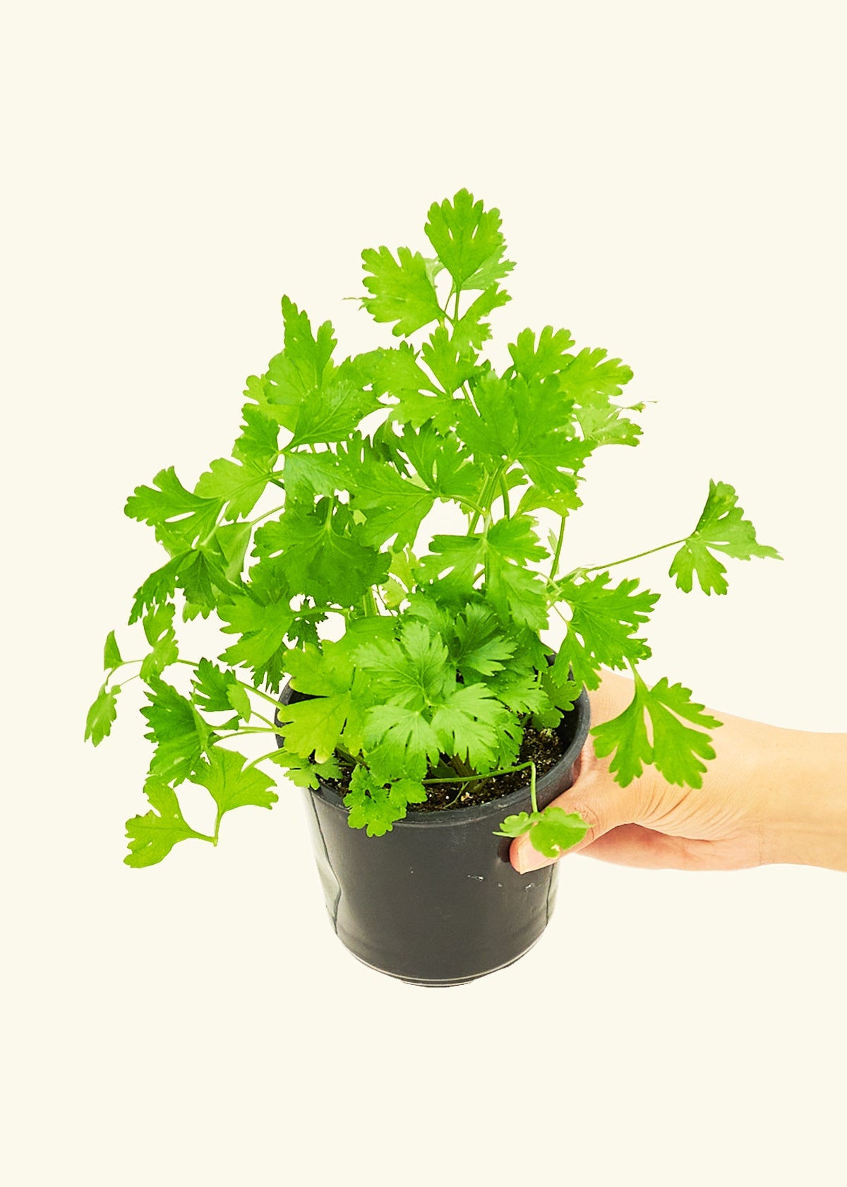 Parsley in a 4" pot.