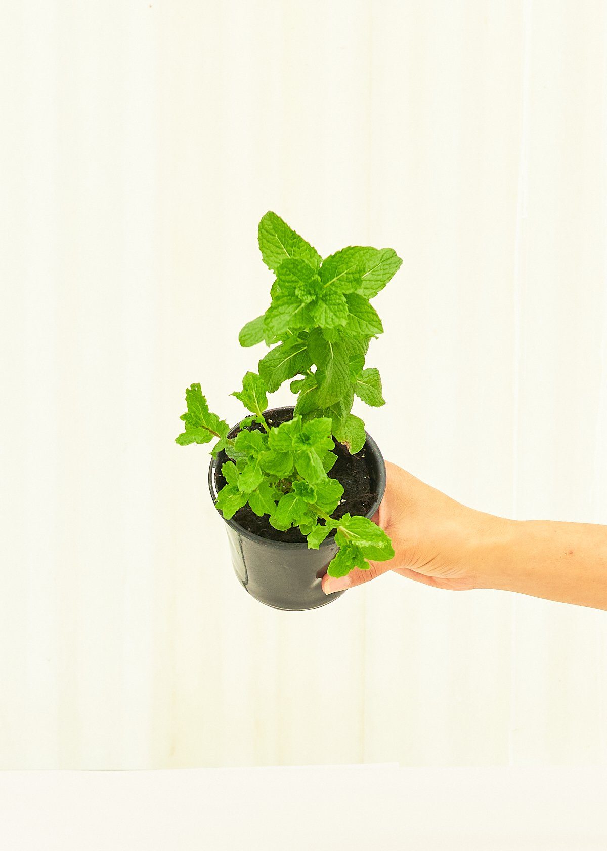 Mint 4 pack Plant Rooted