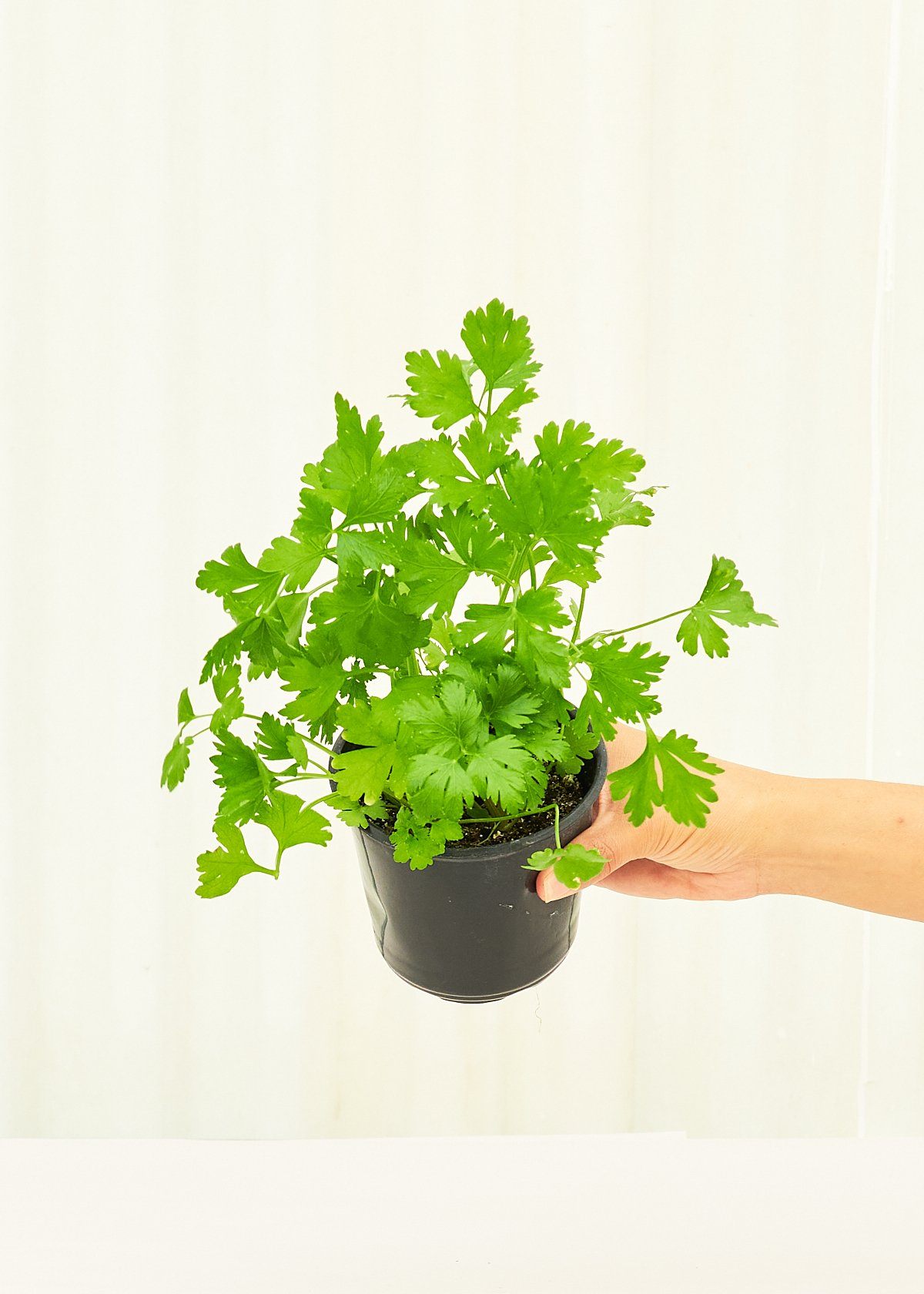 Parsley 4 pack Plant Rooted