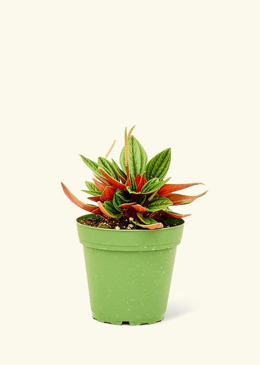 4" Peperomia 'Rosso' in a grow pot.