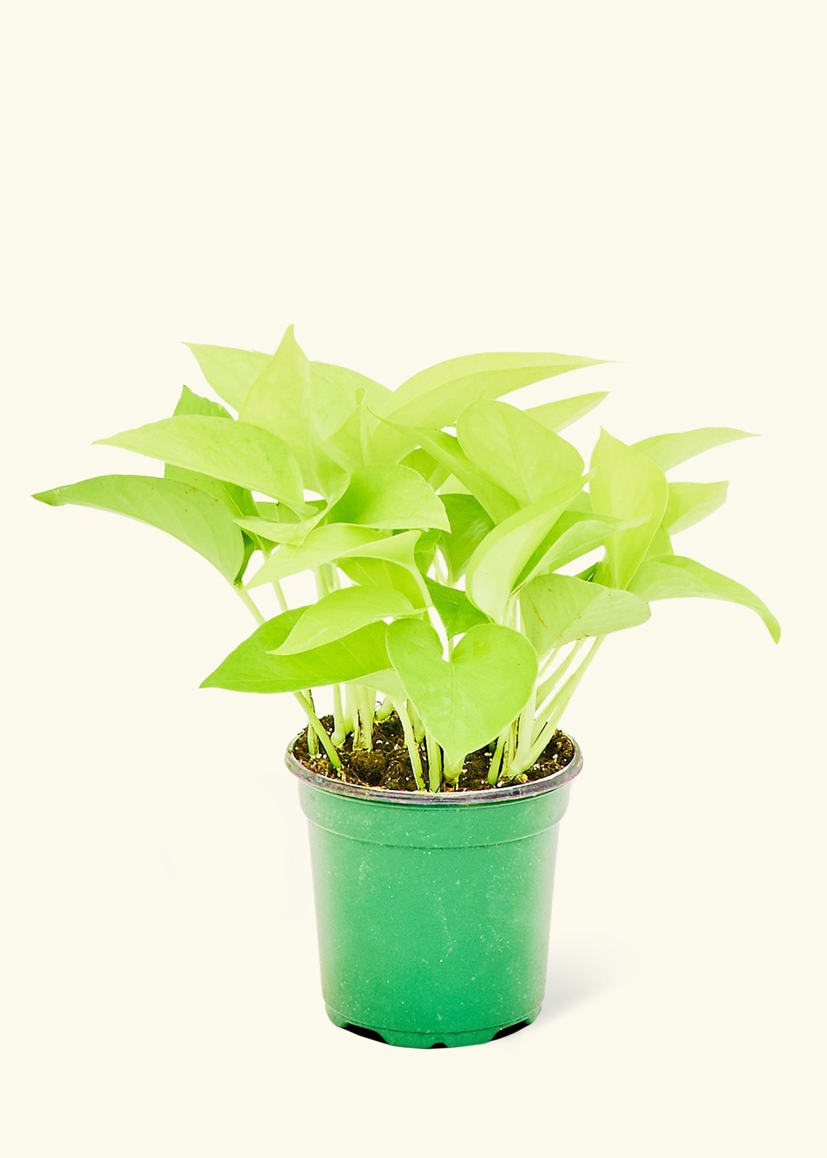 Small Neon Pothos (Epipremnum aureum) in a grow pot.
