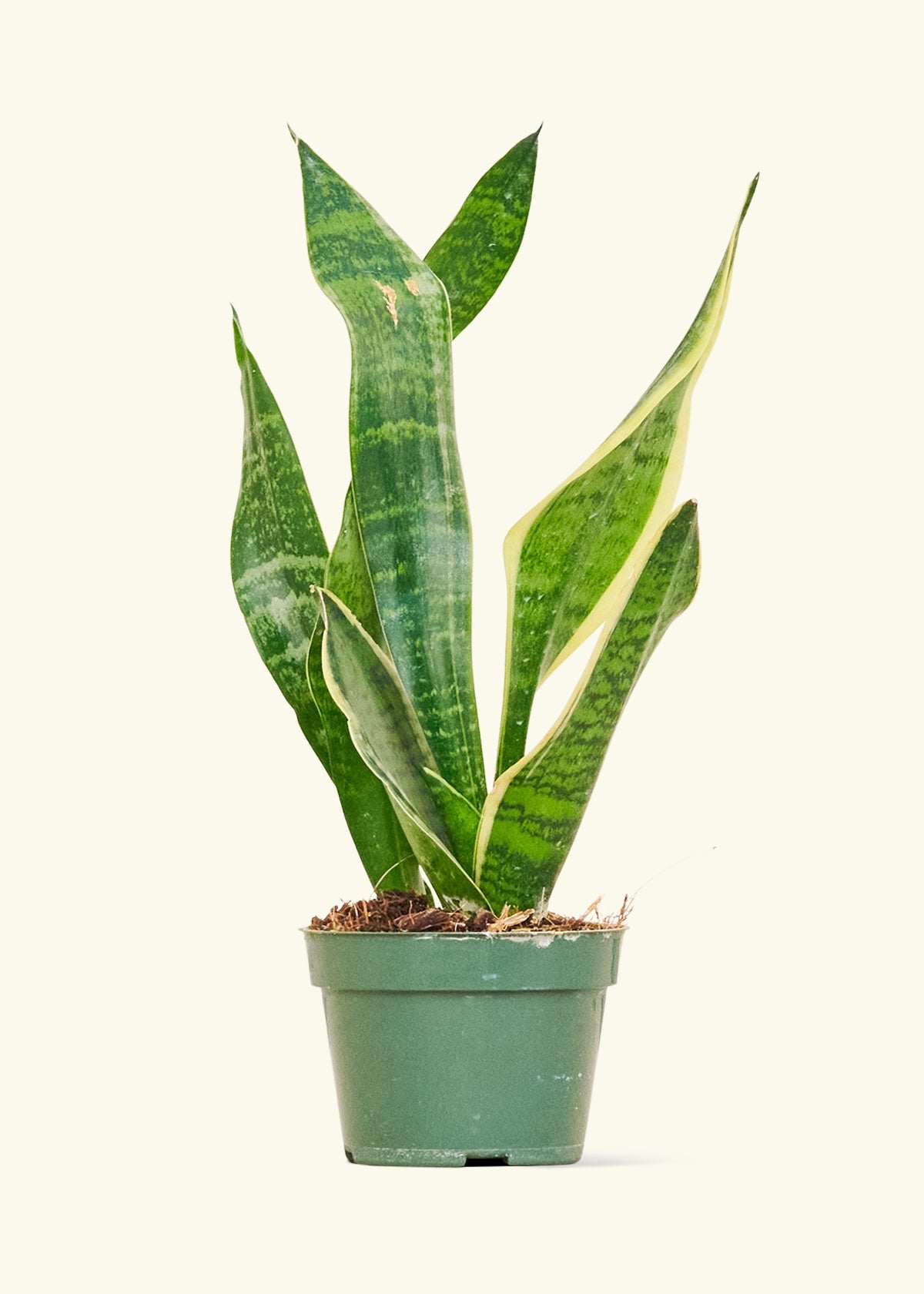 Snake Plant Laurentii in a 4 inches grow pot