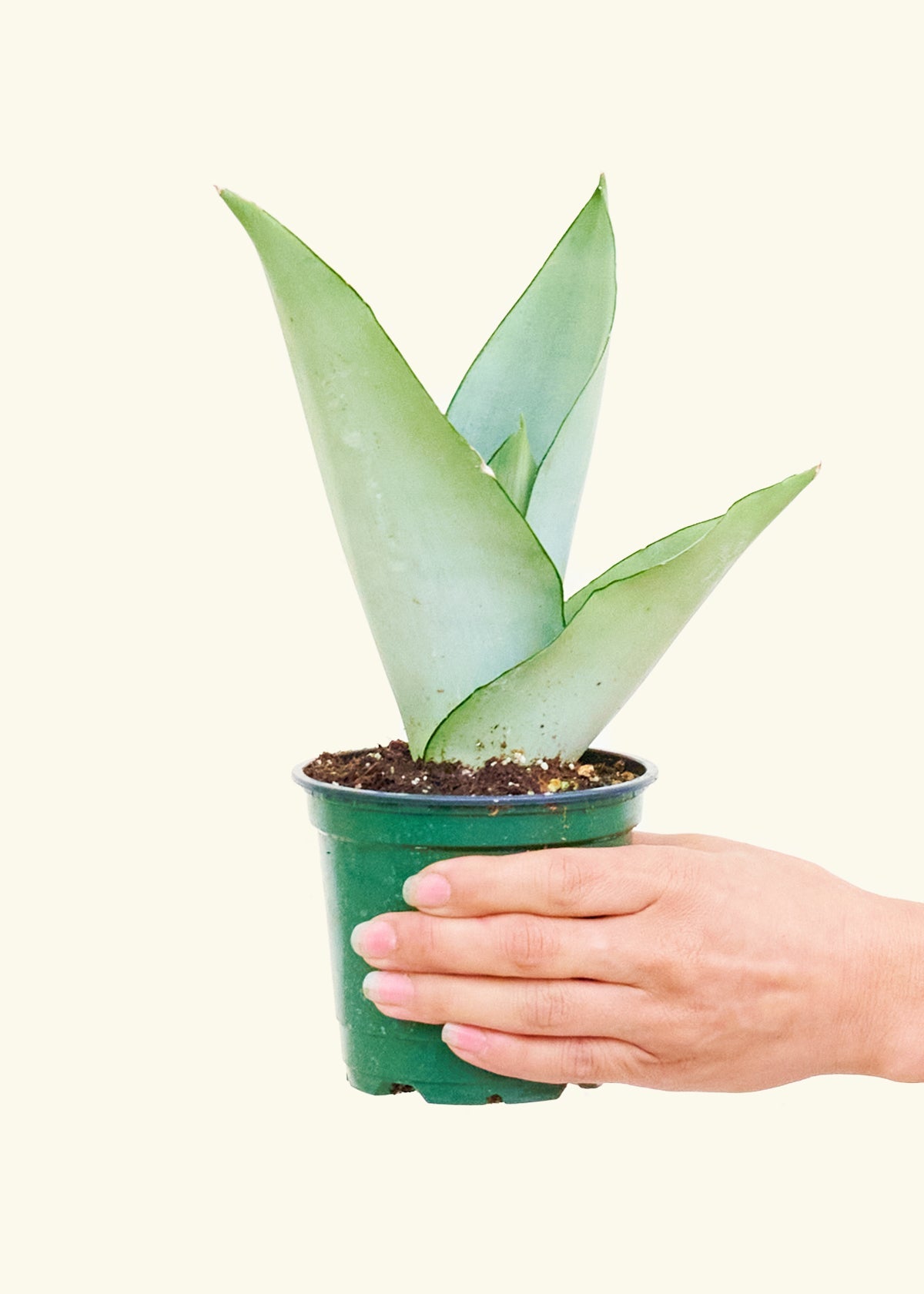 Small Moonshine Snake Plant (Sansevieria trifasciata 'Moonshine')