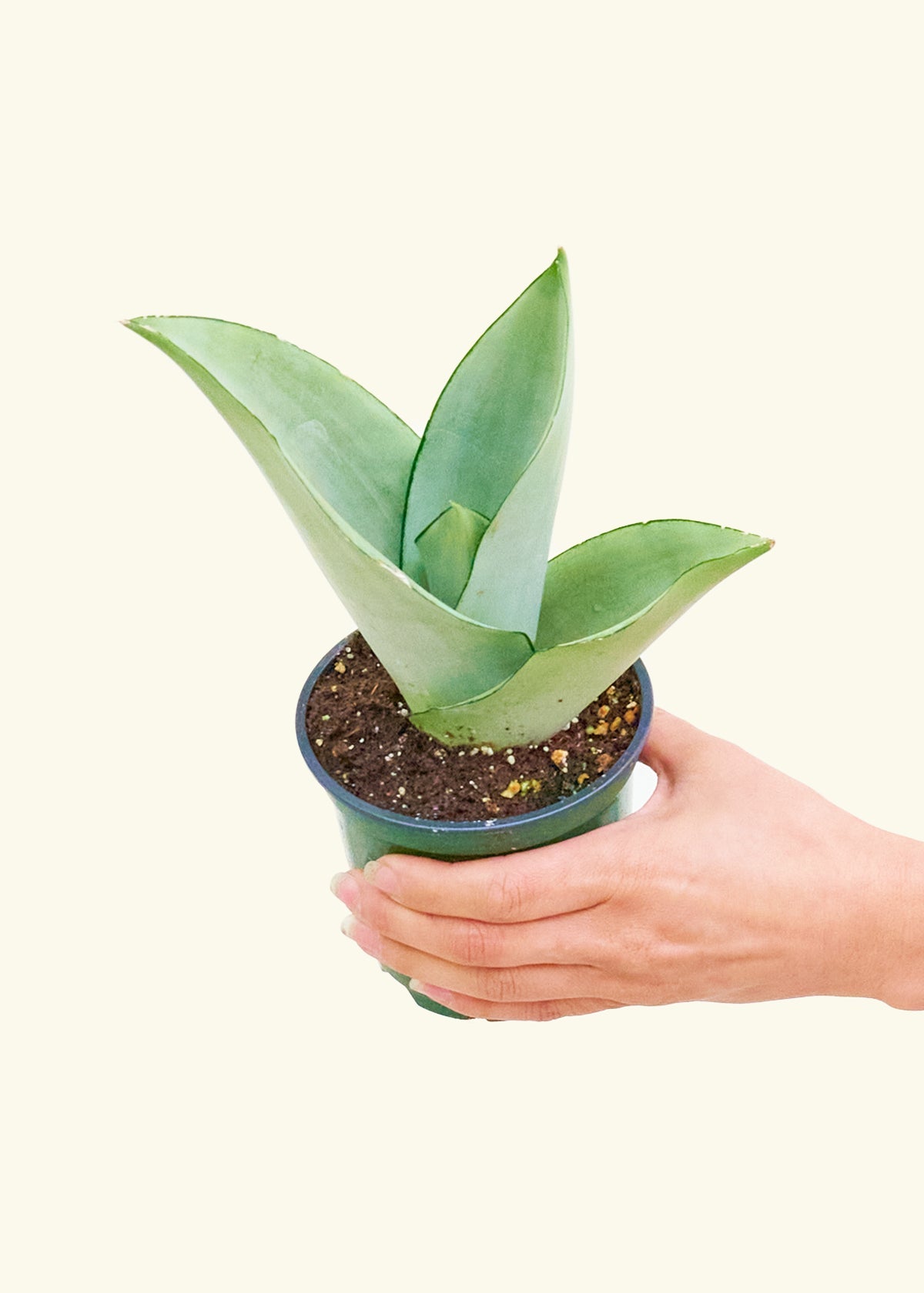 Small Moonshine Snake Plant (Sansevieria trifasciata 'Moonshine')