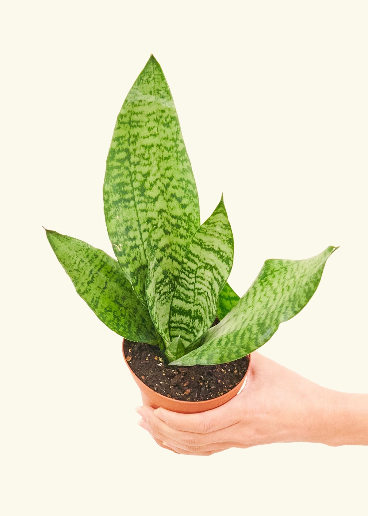 Small Snake Plant (Sansevieria zeylanica) in a grow pot.