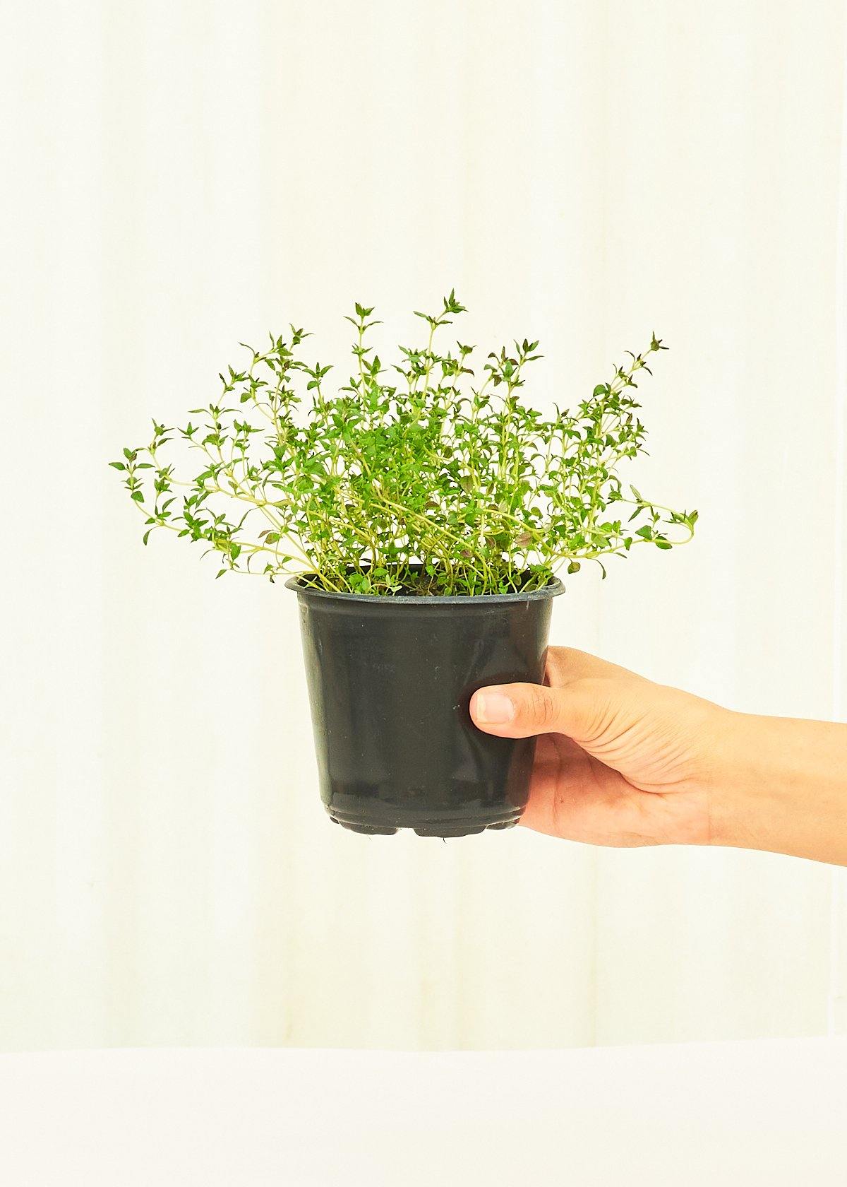 Thyme 4-Pack Plant Rooted 