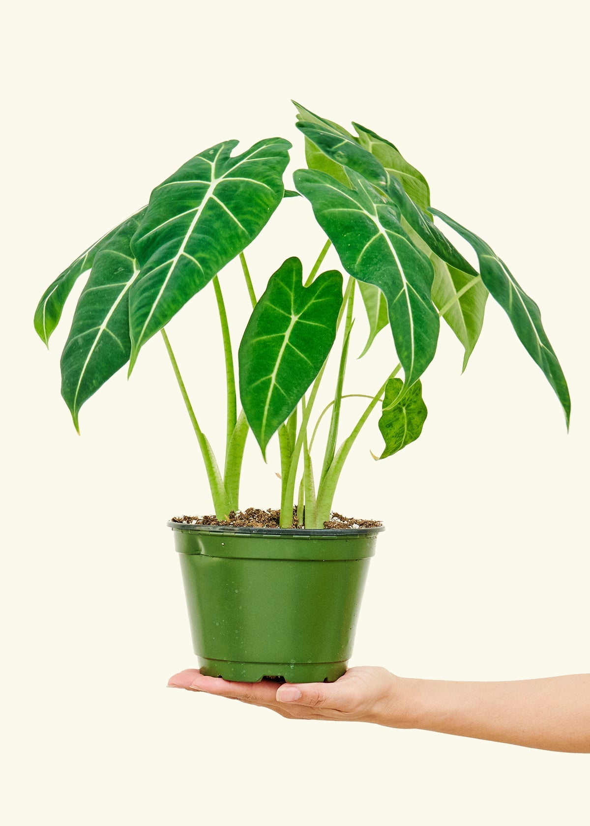 Medium alocasia frydek in a grow pot.