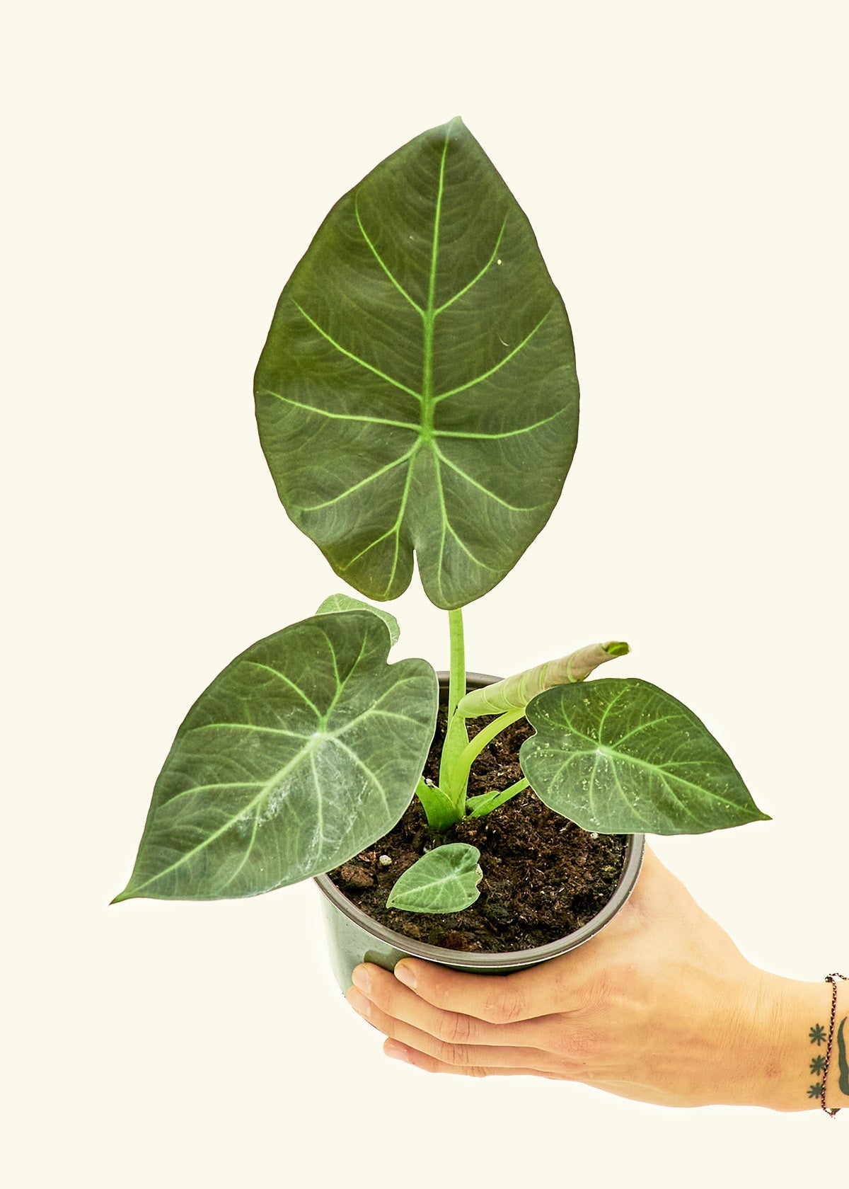 Medium alocasia regalshield in a grow pot.