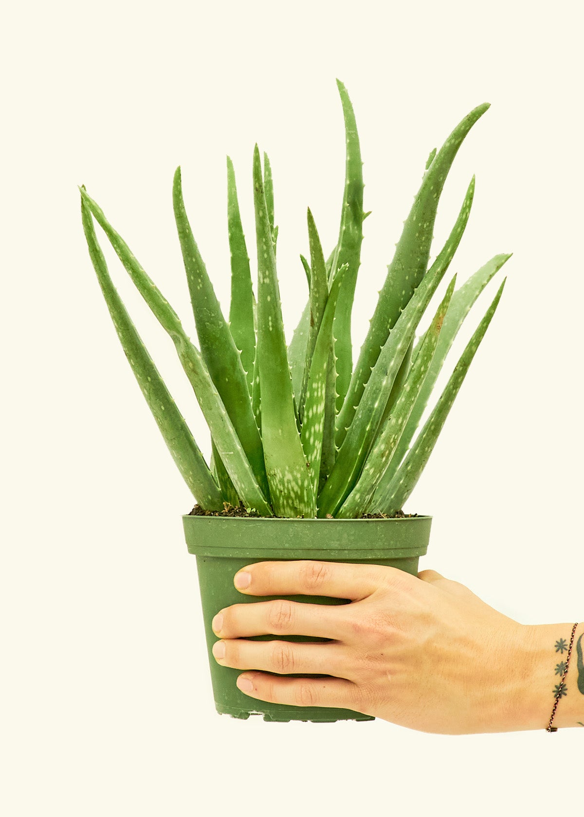 Aloe Vera in a 6 inches grow pot