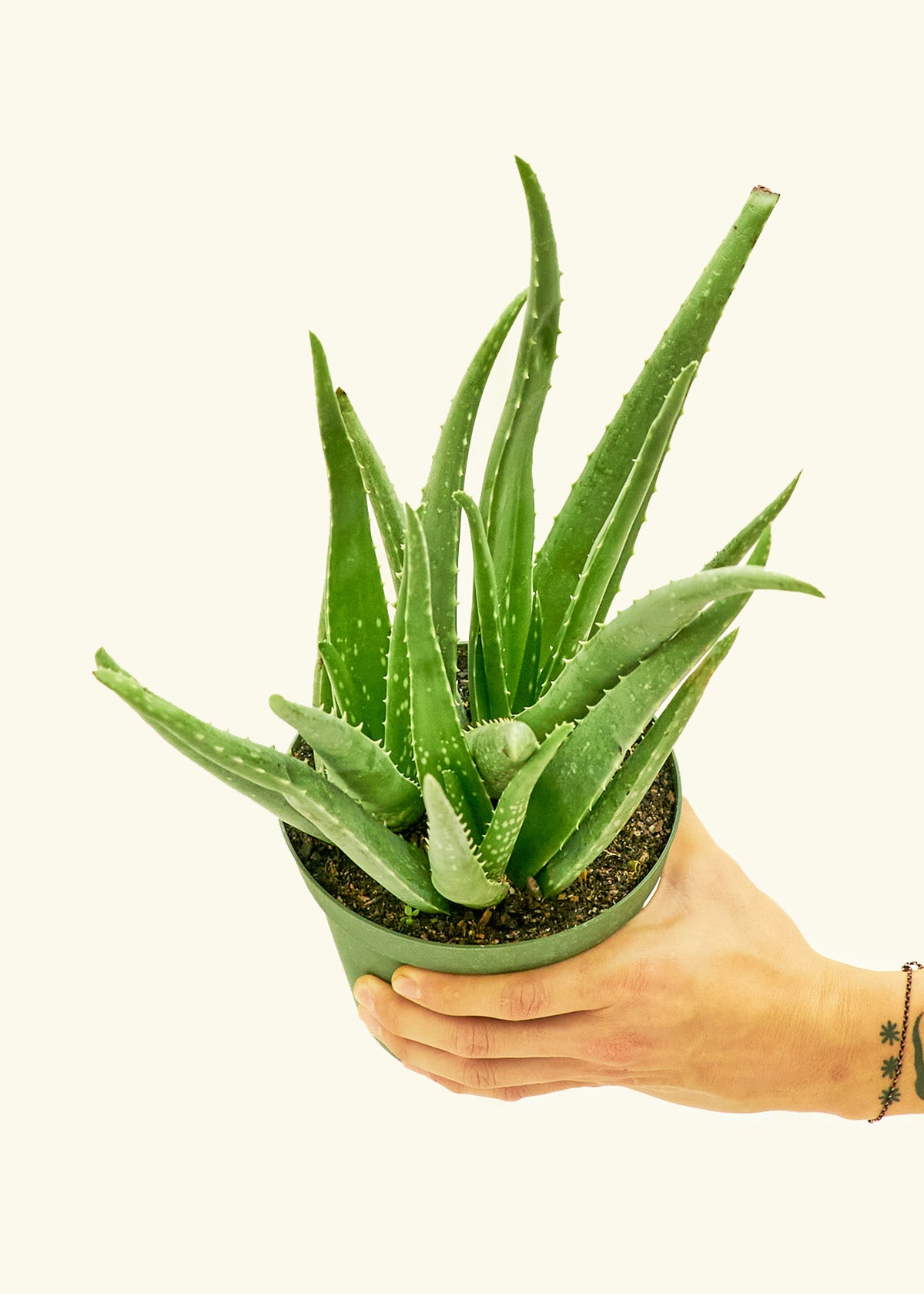 Aloe Vera in a 6 inches grow pot