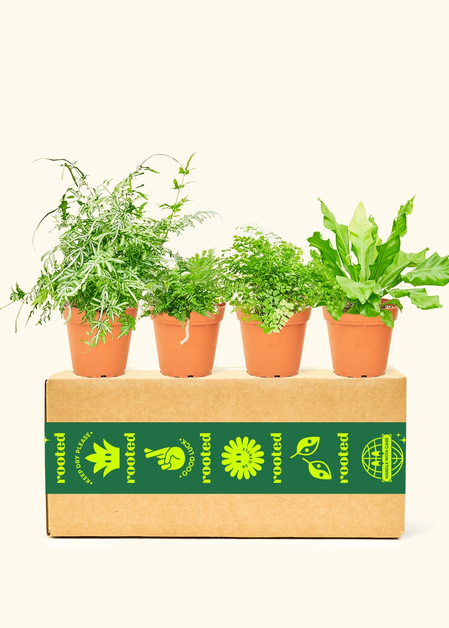 Assorted Medium Fern in grow pots displayed on a Rooted branded box.