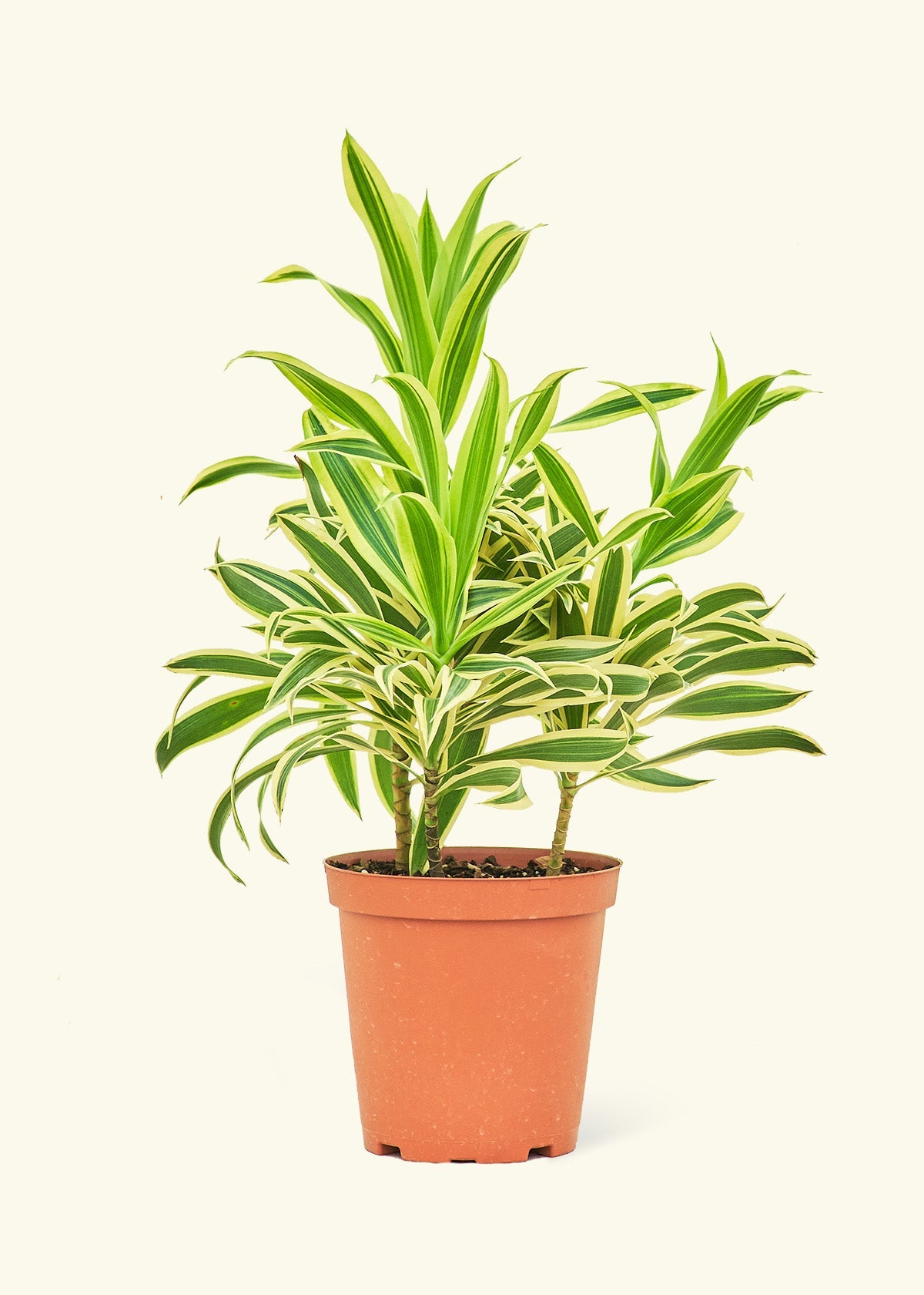 Dracaena Song of India in a 6 inches grow pot