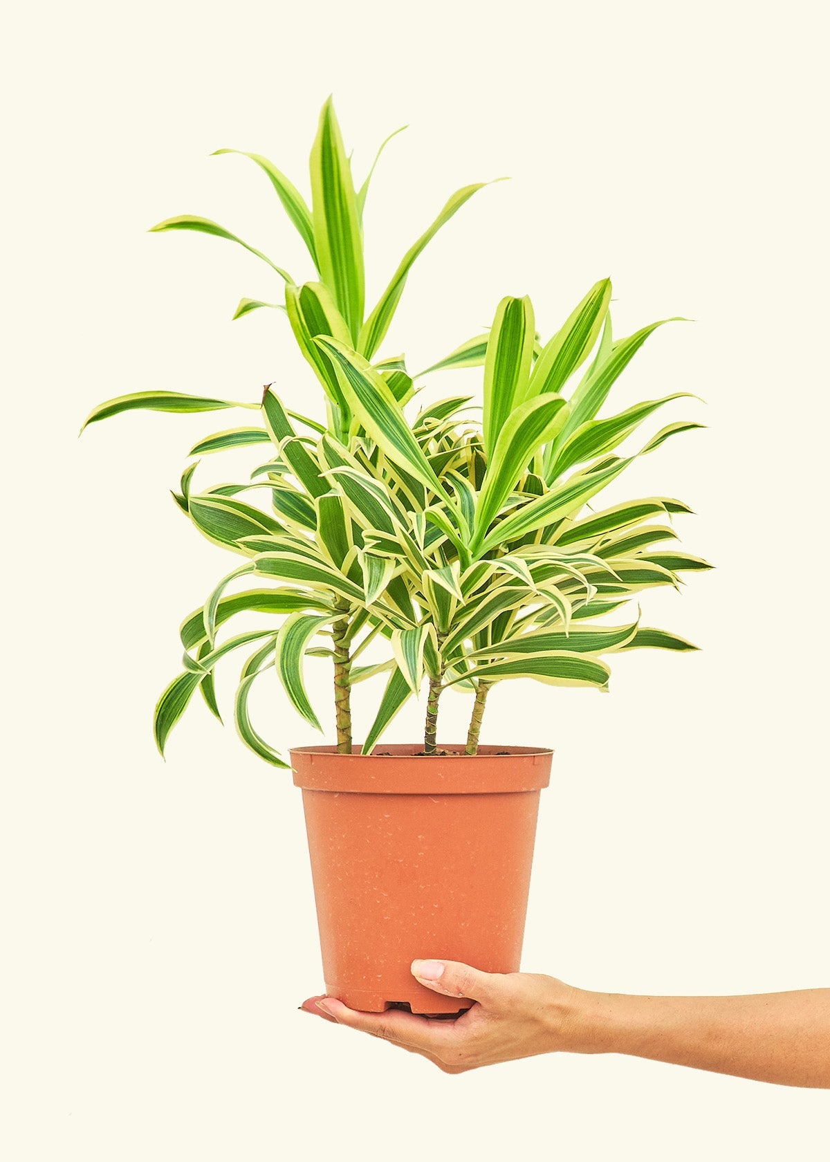 Dracaena Song of India in a 6 inches grow pot