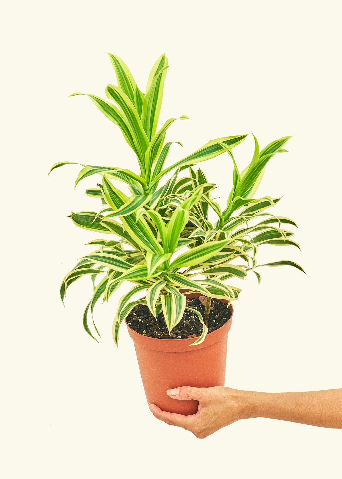 Dracaena Song of India in a 6 inches grow pot