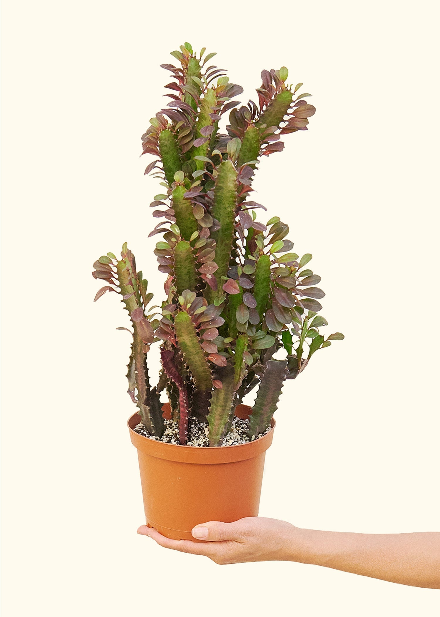 Medium euphorbia ruby in a grow pot.