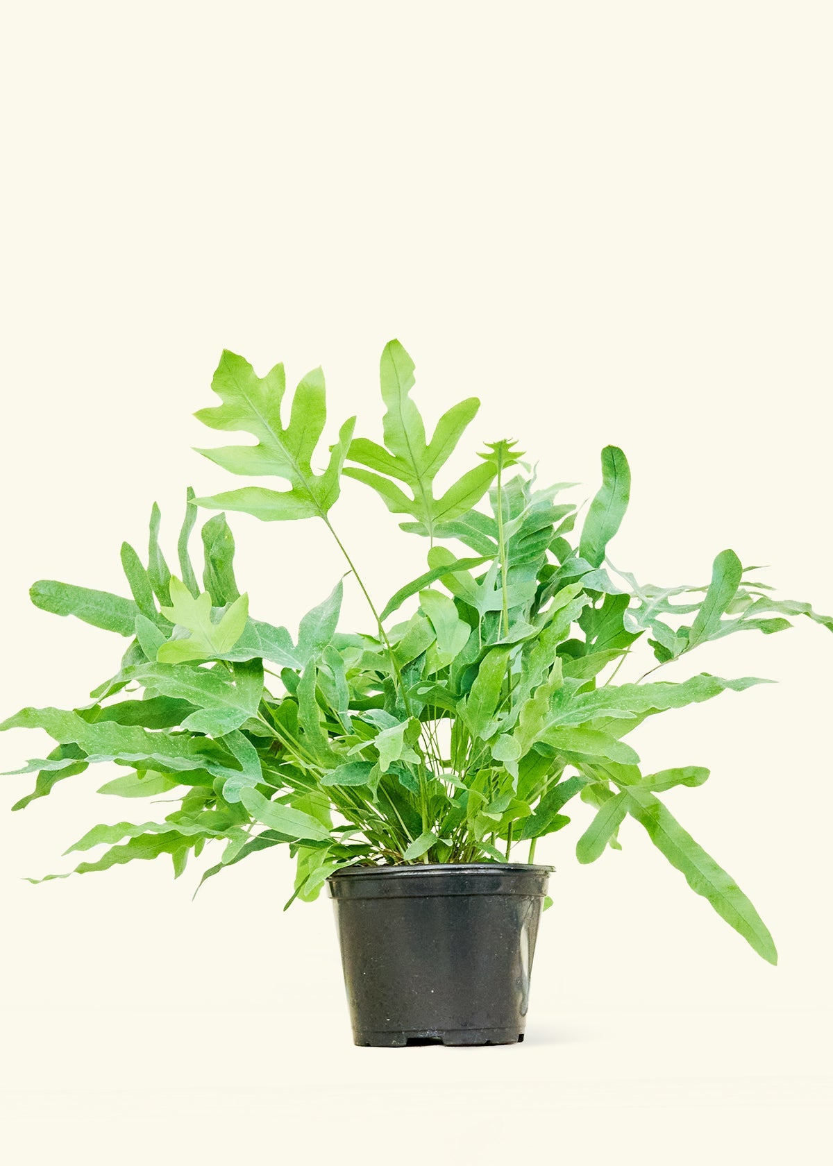 Phlebodium Aureum Blue Star Fern: Transform Your Indoor Space Phlebodium Aureum Blue Star Fern: Transform Your Indoor Space