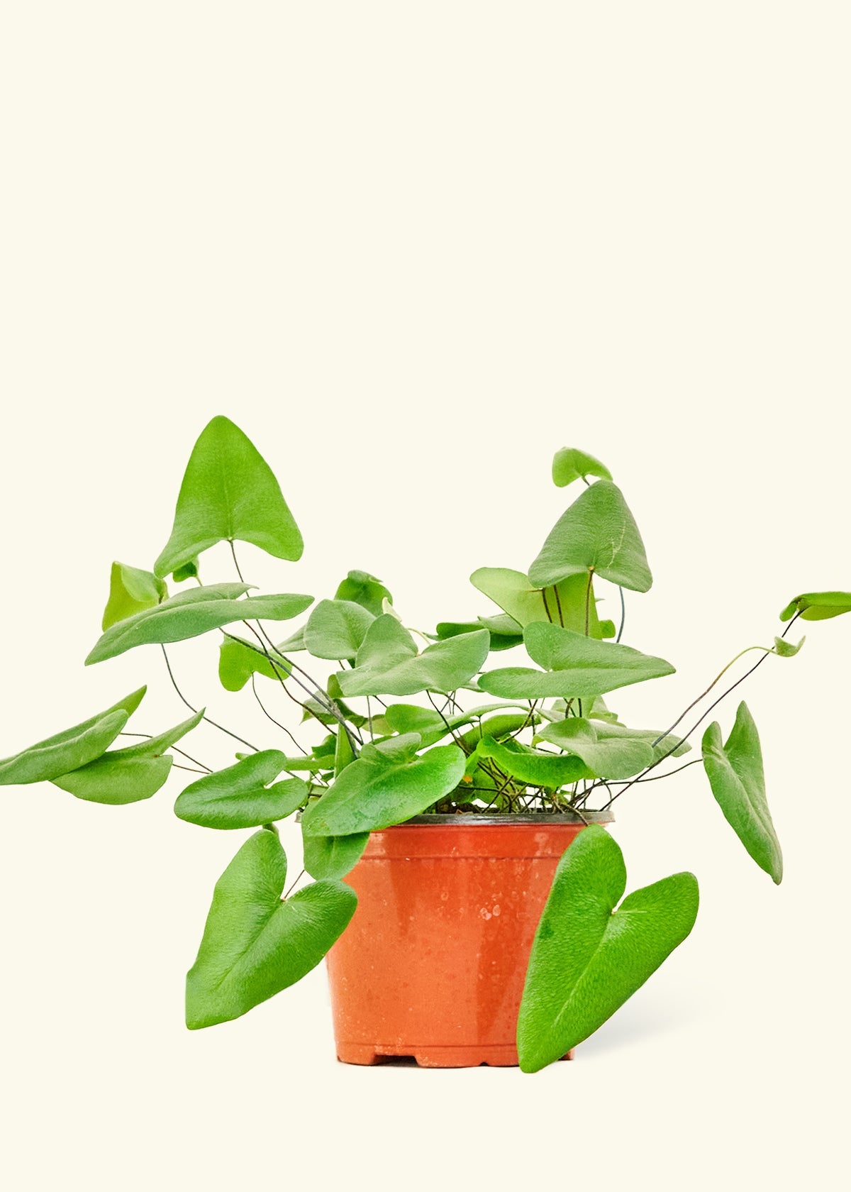 Medium Heartleaf Fern (Hemionitis arifolia) in grow pot.