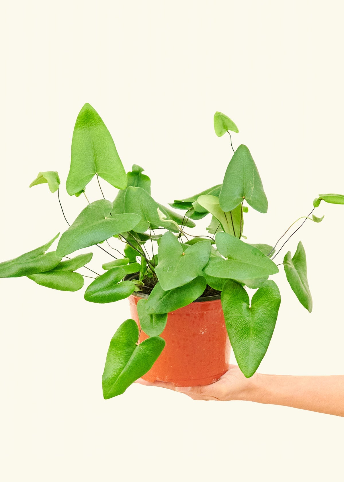 Medium Heartleaf Fern (Hemionitis arifolia) in grow pot.