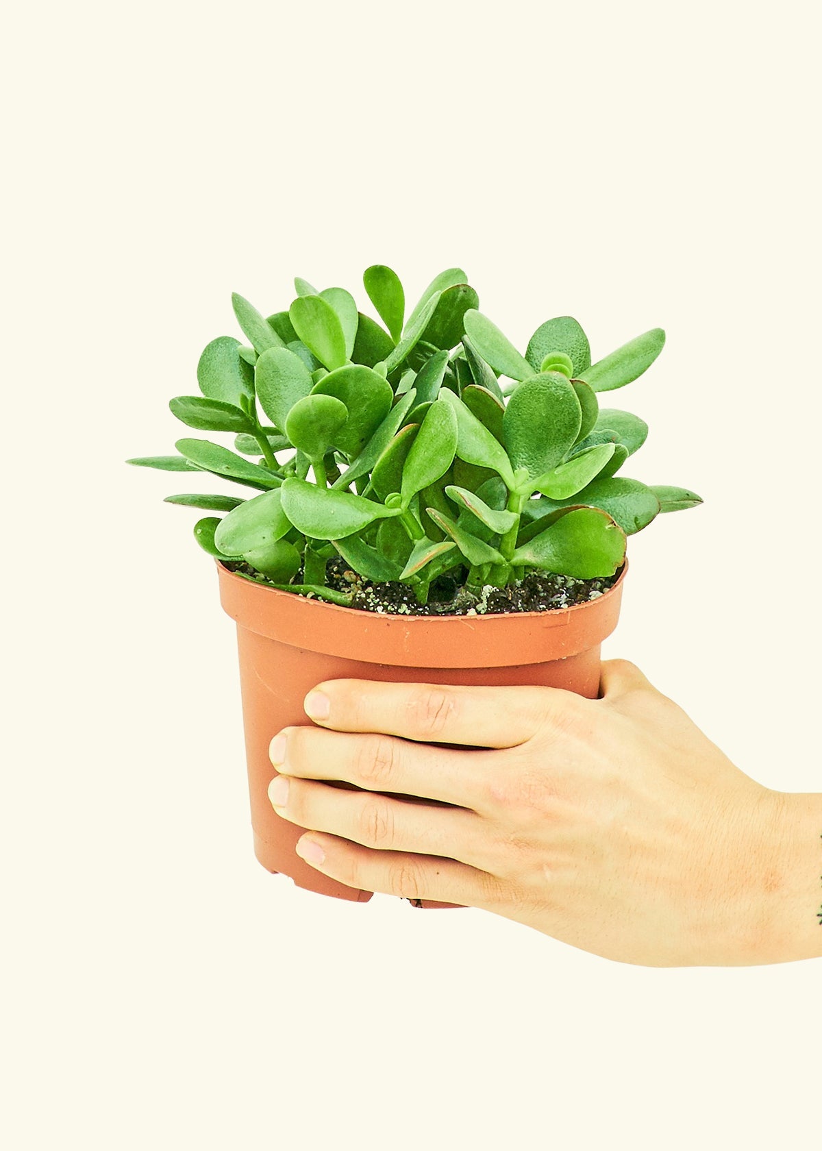 Jade Plant in a 6 inches grow pot