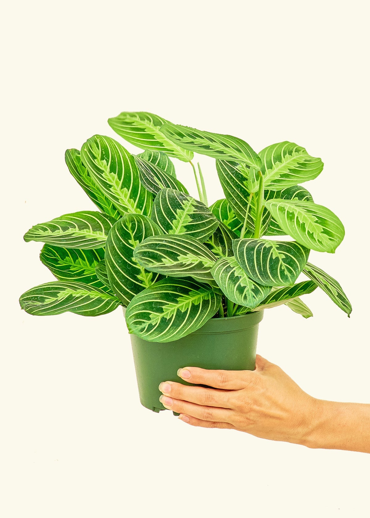 Medium Lemon Lime Prayer Plant (Maranta leuconeura 'Lemon Lime') in grow pot.