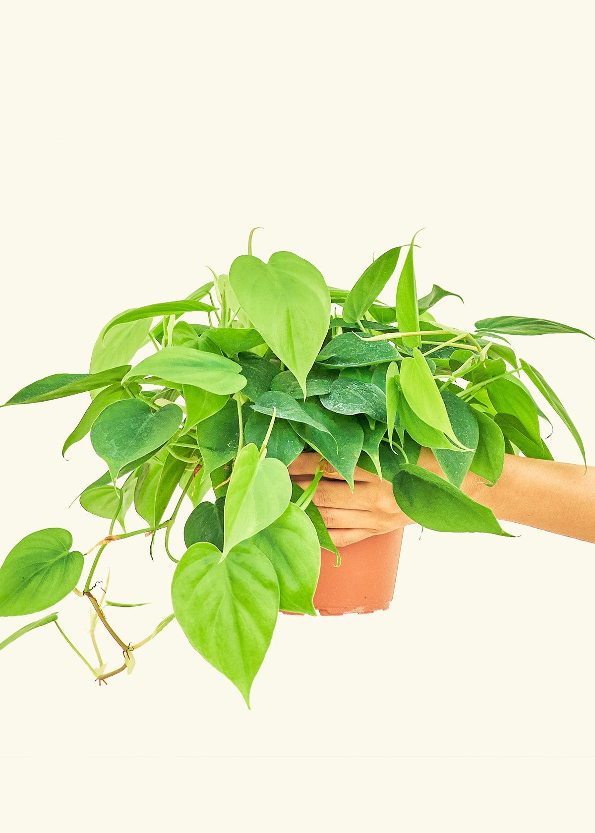 Sweetheart Philodendron in a 6 inches grow pot