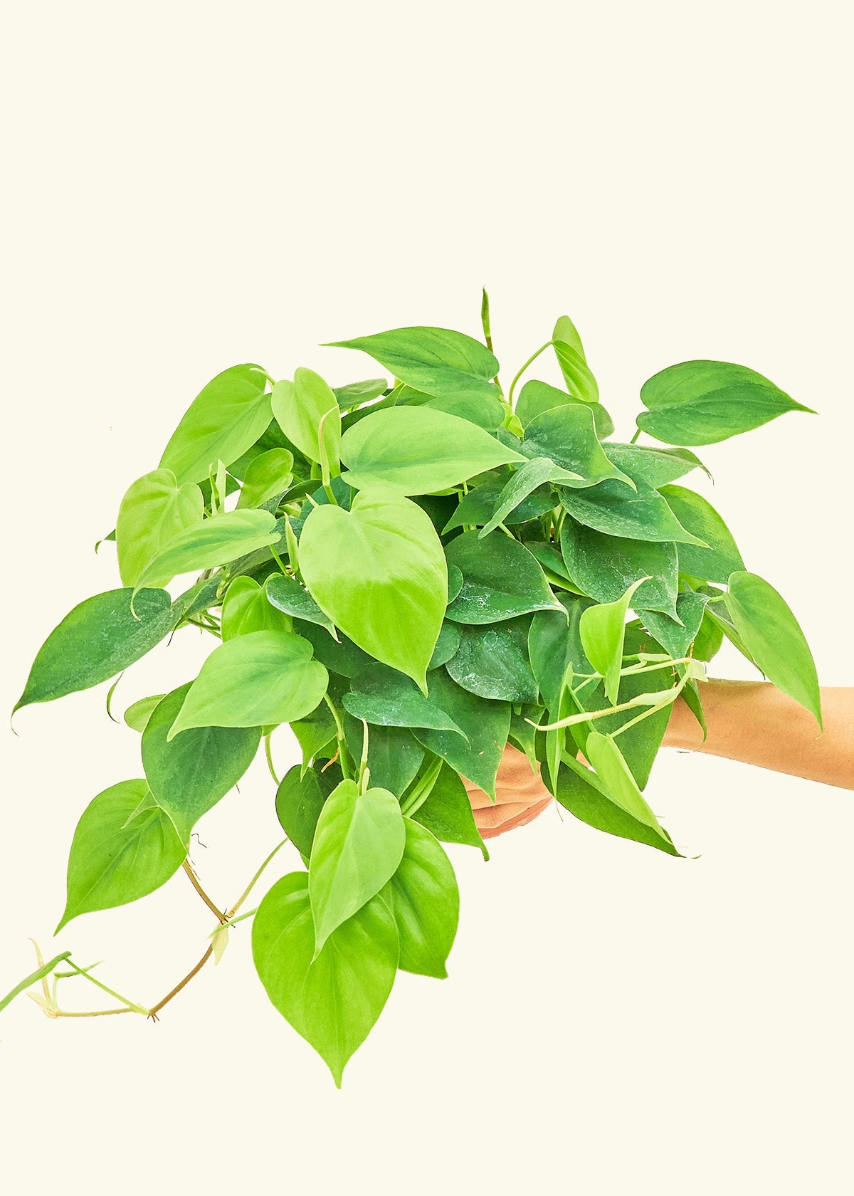 Sweetheart Philodendron in a 6 inches grow pot